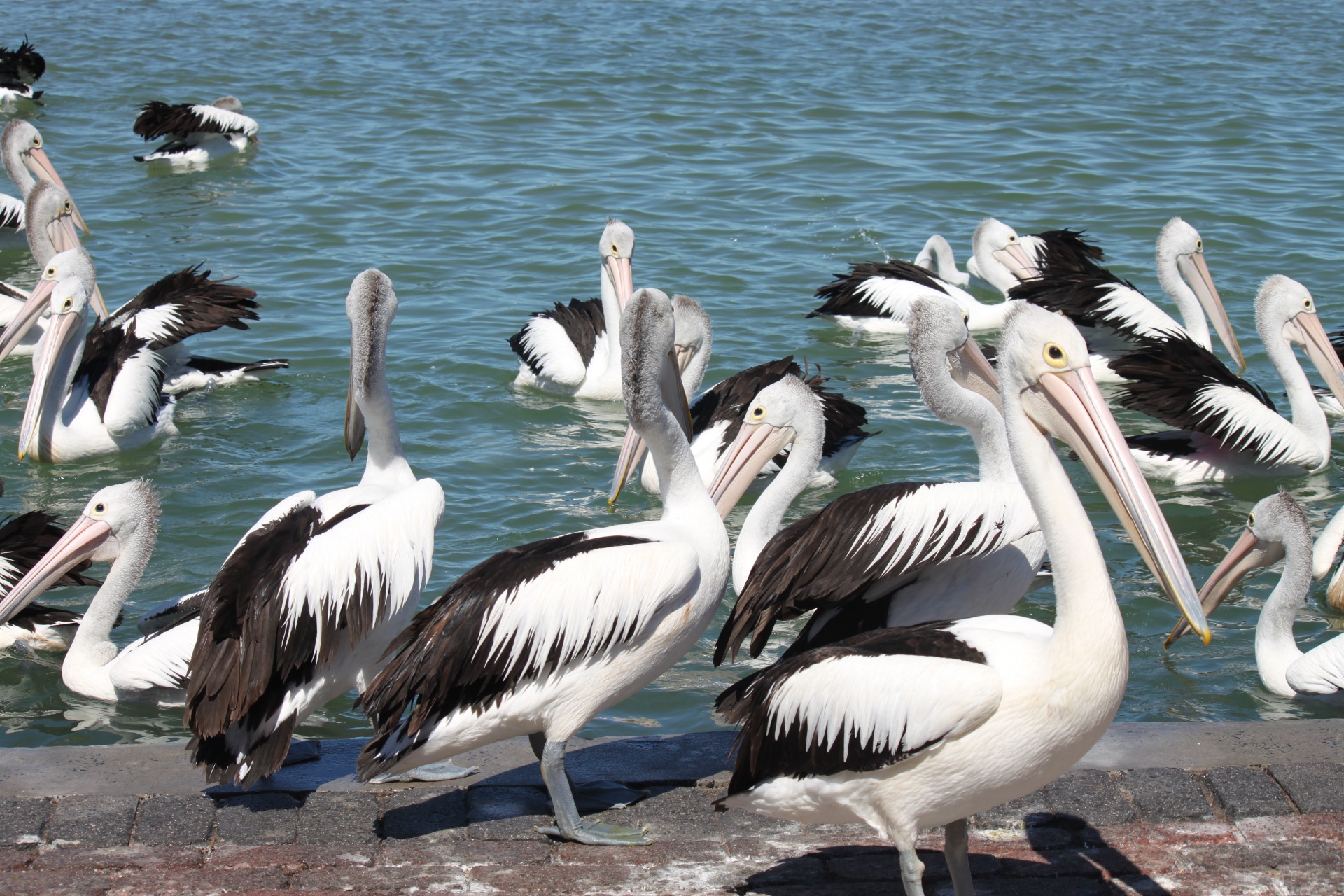 Pelikanai,  Laukimas,  Šerti,  Pelicans Laukia,  Kol Bus Šeriami, Nemokamos Nuotraukos,  Nemokama Licenzija