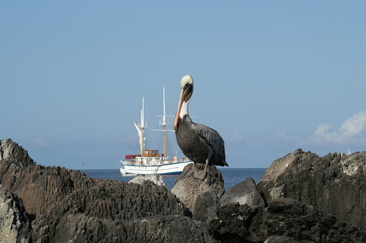 Pelikan, Boot, Kelionė, Galapagai, Ežeras, Jūra, Laivas, Šventė, Vasara, Turizmas