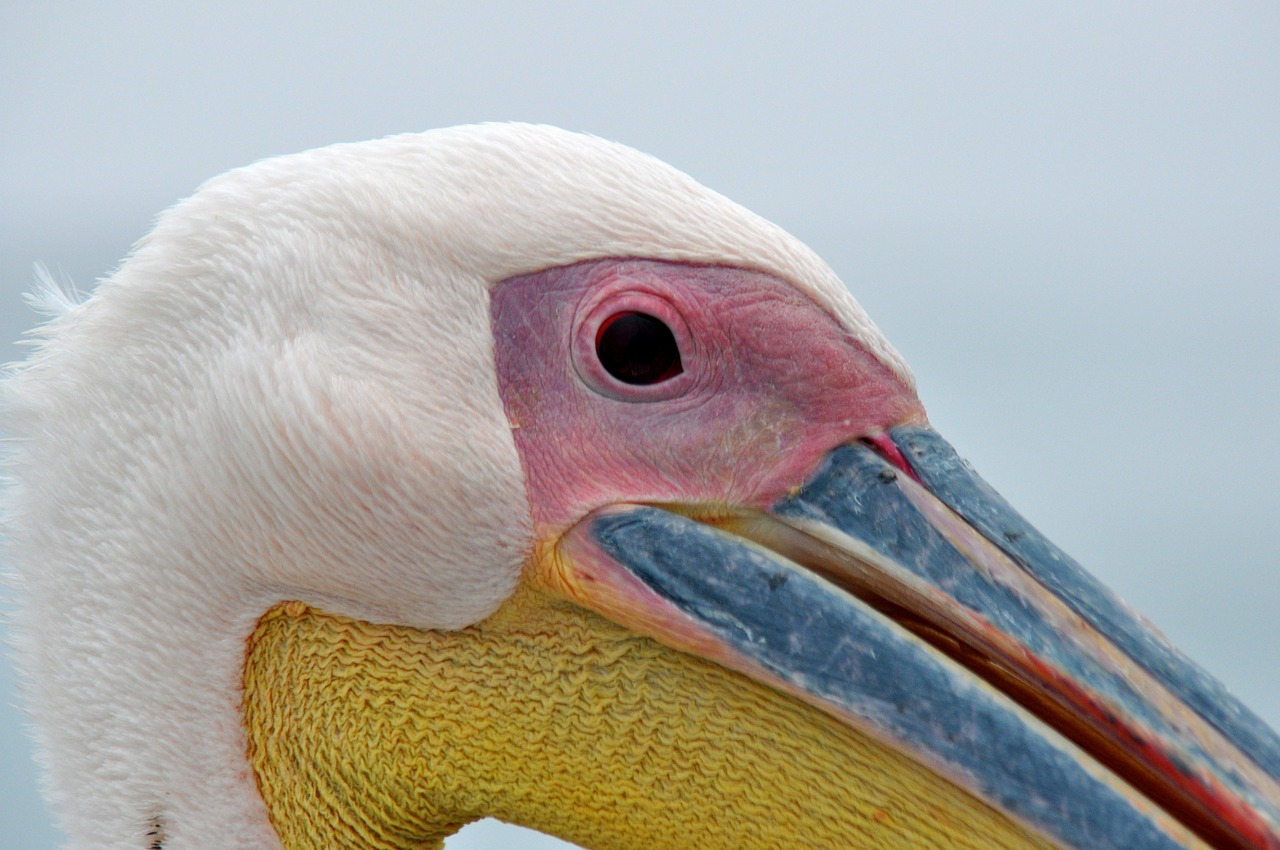 Pelican, Paukštis, Uždaryti, Jūros Paukščiai, Gyvūnų Portretas, Vandens Paukštis, Paukščiai, Nemokamos Nuotraukos,  Nemokama Licenzija