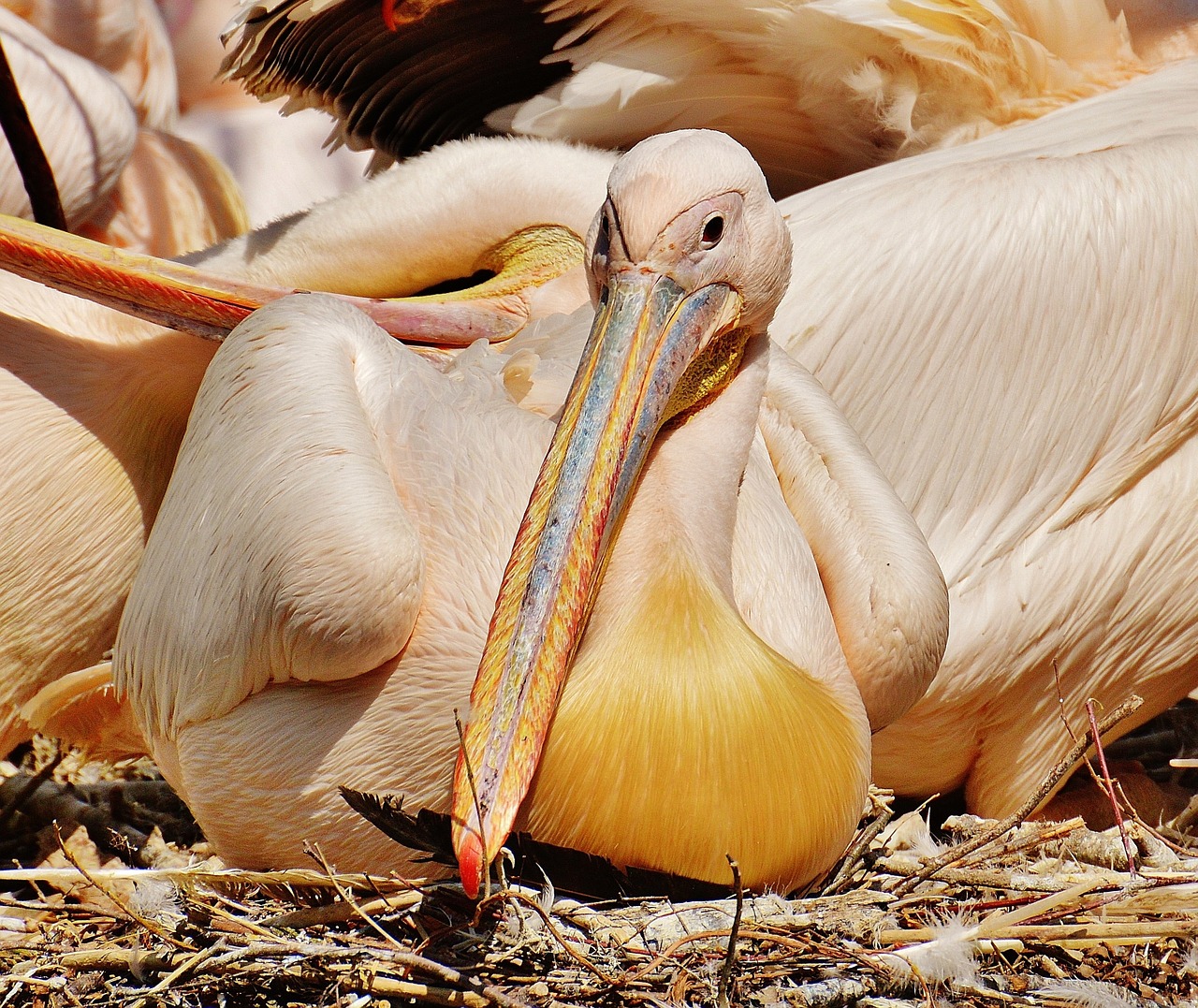 Pelikan, Paukštis, Sąskaitą, Paukščiai, Gyvūnas, Plumėjimas, Gyvūnų Portretas, Tierpark Hellabrunn, Munich, Nemokamos Nuotraukos