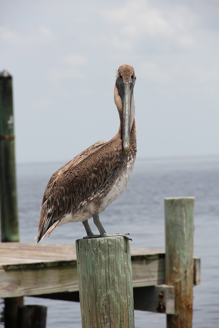 Pelikan, Florida, Internetas, Paukštis, Nemokamos Nuotraukos,  Nemokama Licenzija