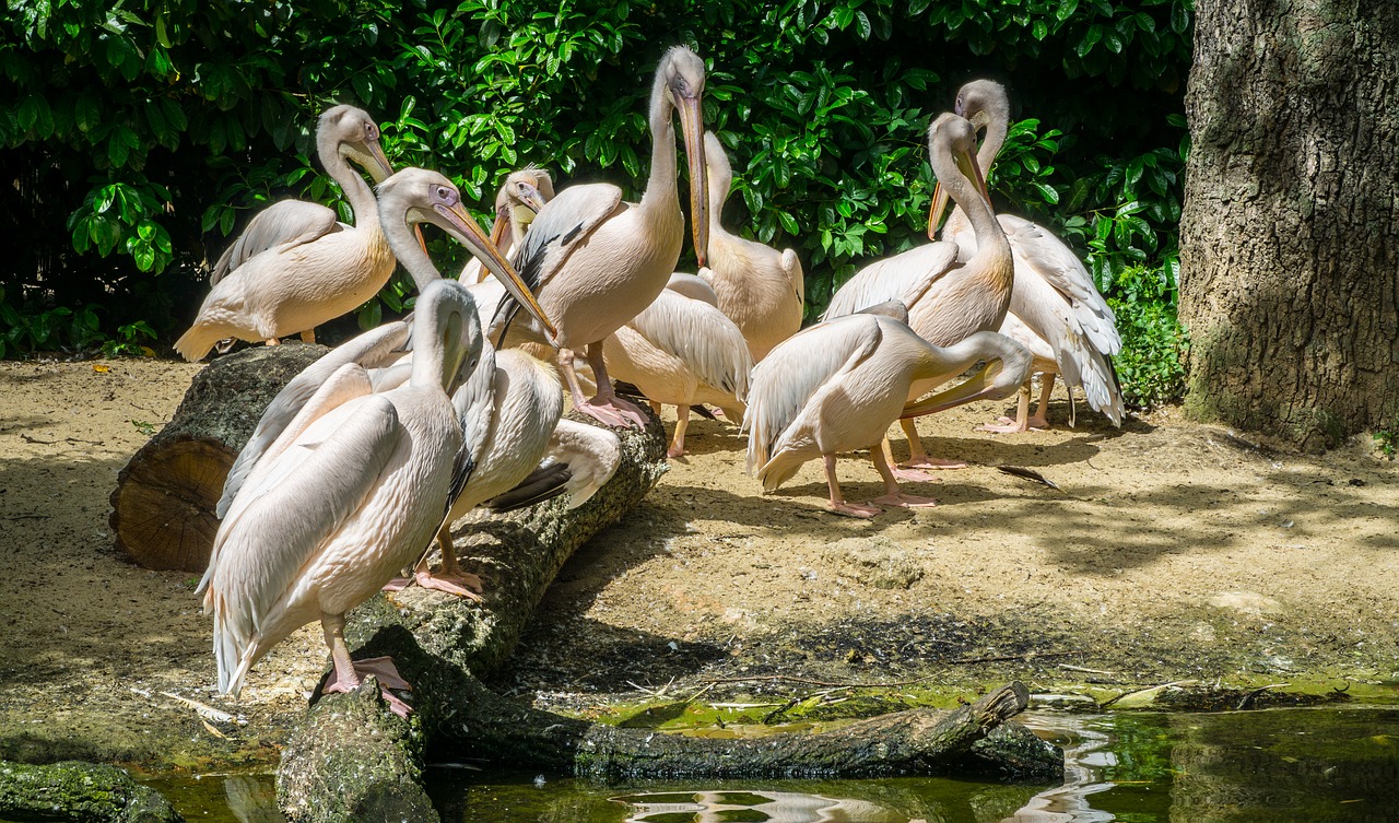 Pelikan, Zoologijos Sodas, Paukščiai, Padaras, Gyvūnas, Plunksna, Sąskaitą, Spalvinga, Raudona, Vanduo