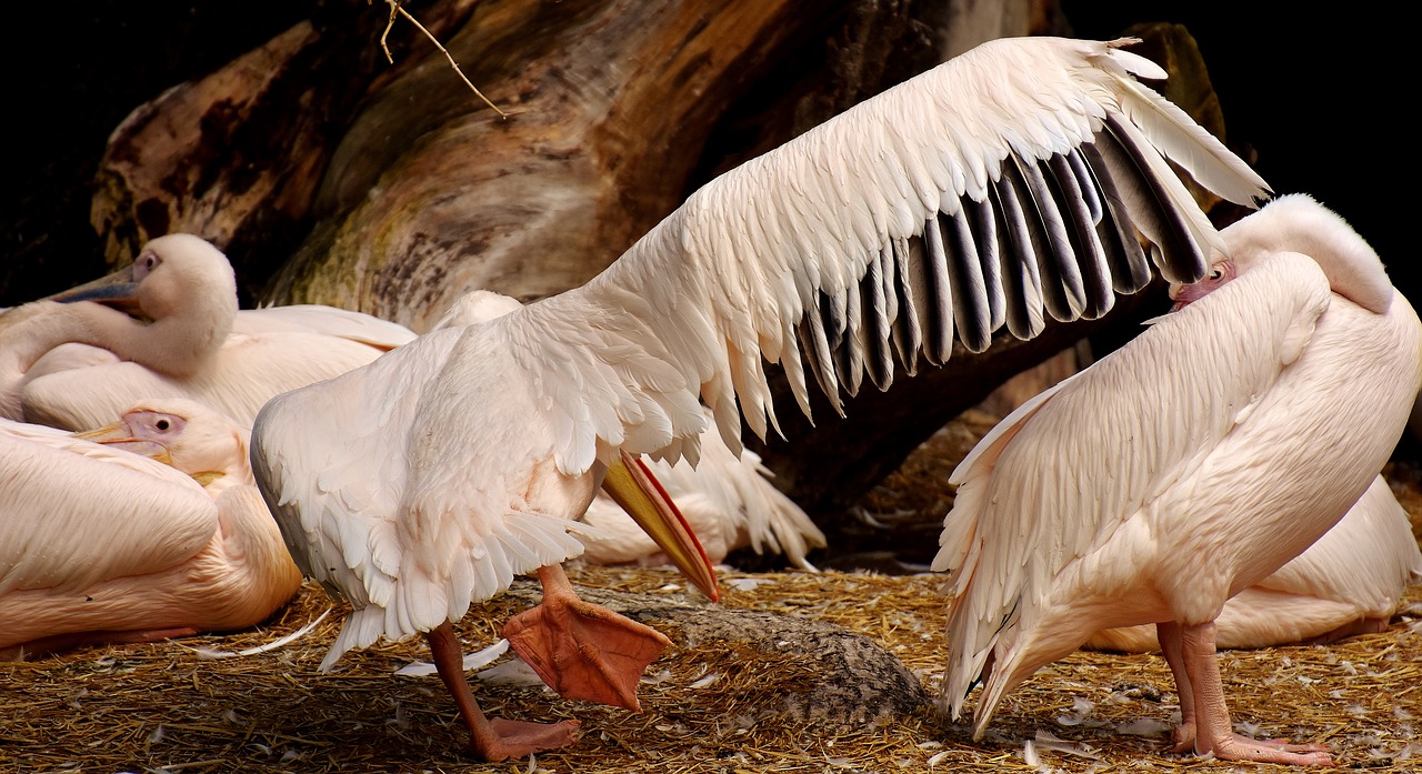 Pelikan, Paukštis, Sąskaitą, Paukščiai, Gyvūnas, Plumėjimas, Gyvūnų Portretas, Tierpark Hellabrunn, Munich, Nemokamos Nuotraukos