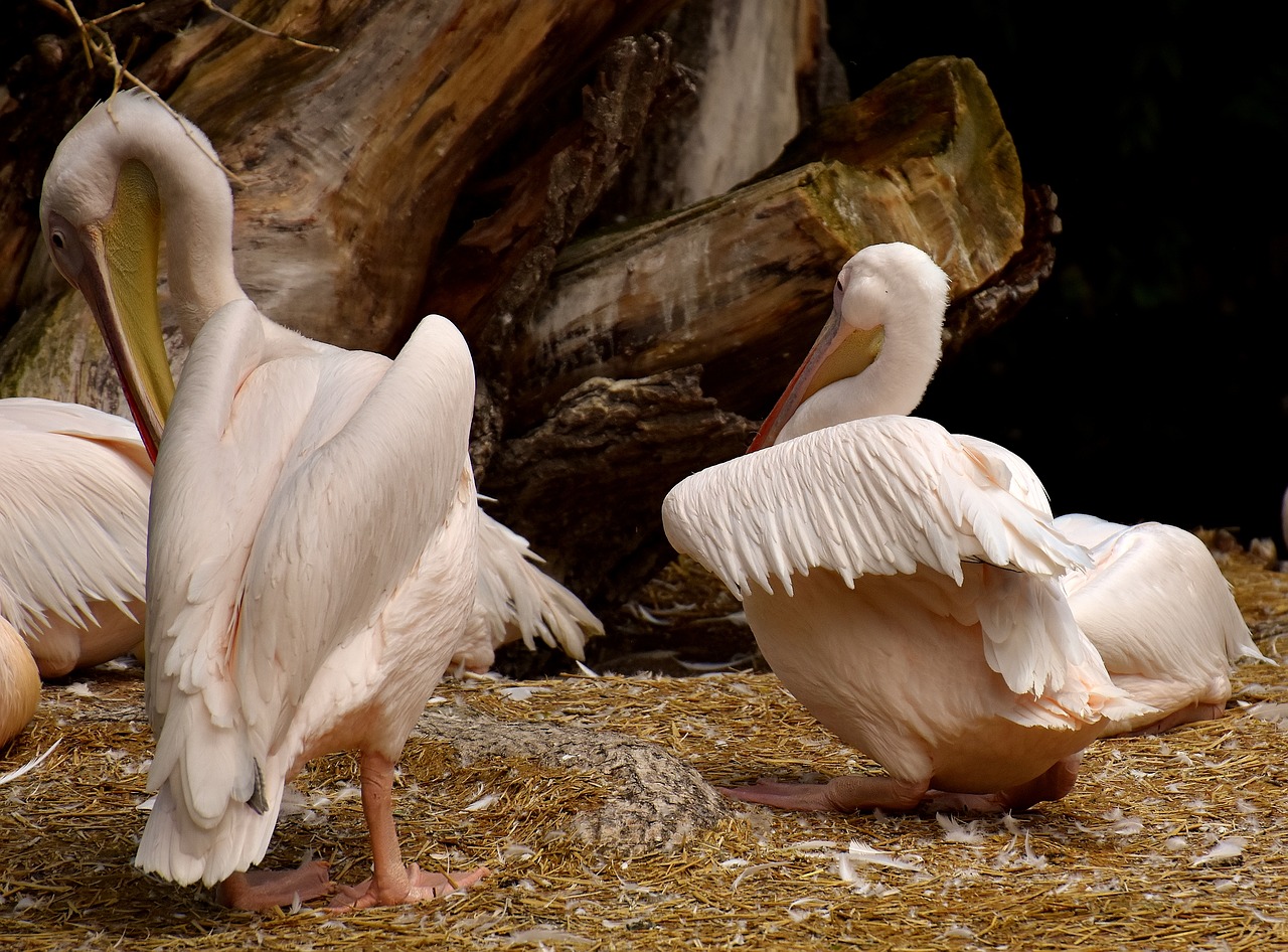 Pelikan, Paukštis, Sąskaitą, Paukščiai, Gyvūnas, Plumėjimas, Gyvūnų Portretas, Tierpark Hellabrunn, Munich, Nemokamos Nuotraukos