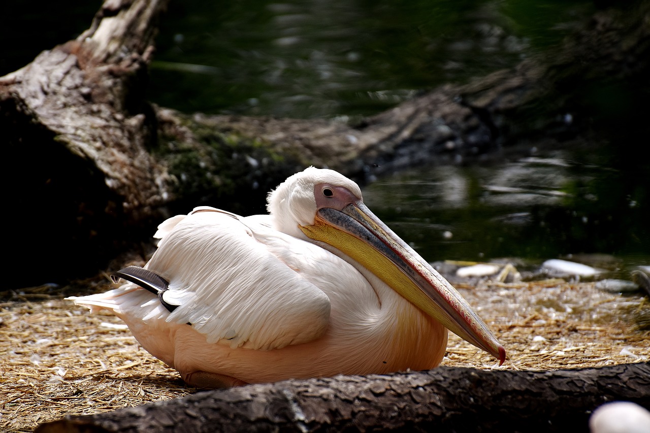 Pelikan, Paukštis, Sąskaitą, Paukščiai, Gyvūnas, Plumėjimas, Gyvūnų Portretas, Tierpark Hellabrunn, Munich, Nemokamos Nuotraukos