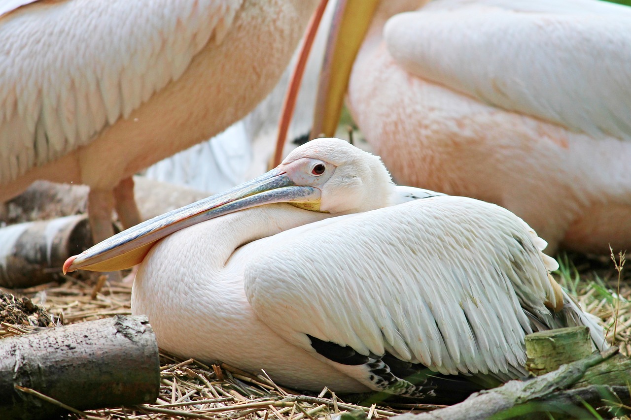 Pelikan, Vandens Paukštis, Pelecanus, Pelecaniformes, Paukštis, Plumėjimas, Sąskaitą, Gyvūnas, Gyvūnų Pasaulis, Skristi