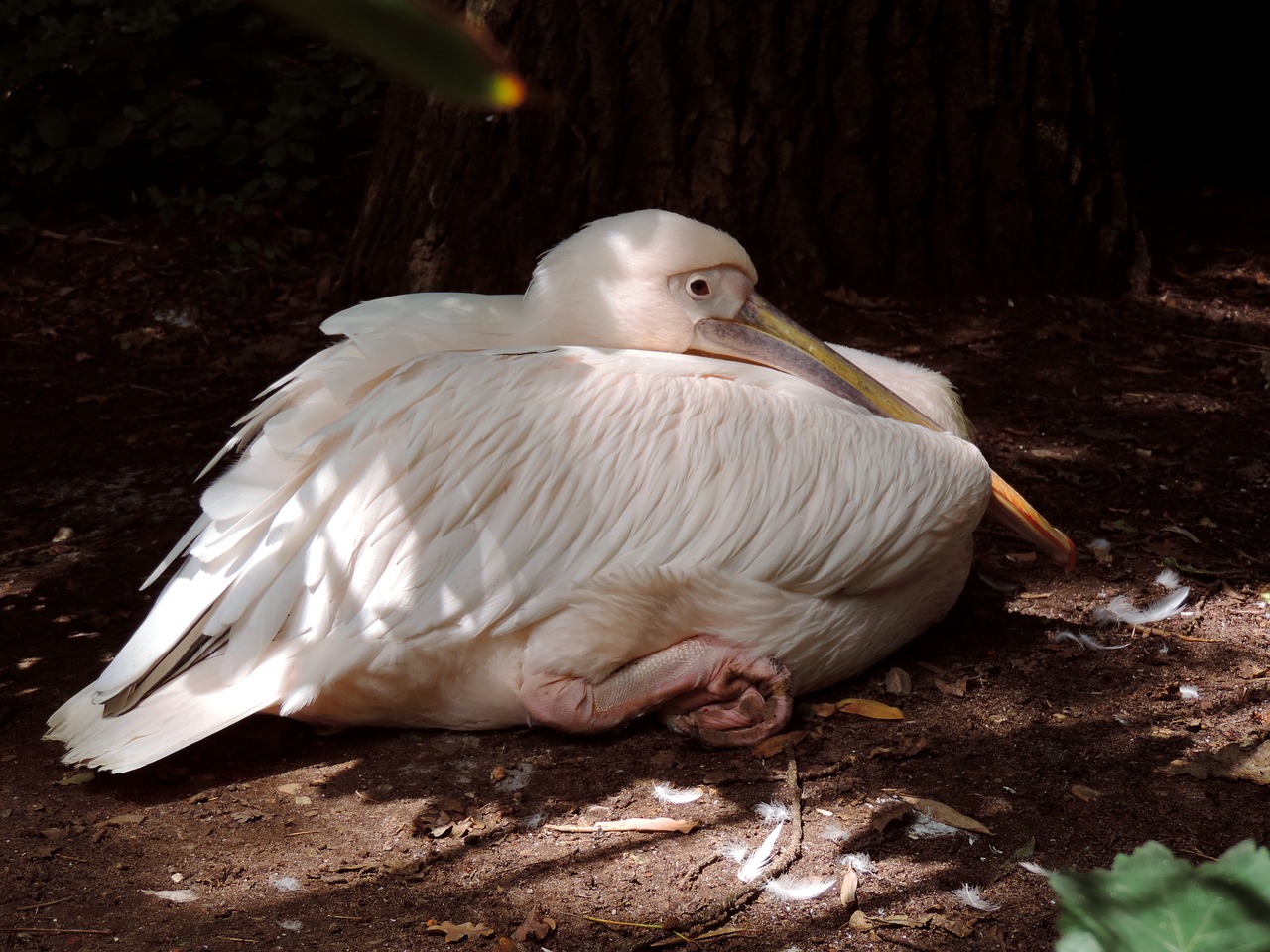 Pelikan, Baltas Pelikanas, Pelecaniformes, Vandens Paukštis, Heraldinis Gyvūnas, Paukštis, Gamta, Zoologijos Sodas, Sąskaitą, Plumėjimas