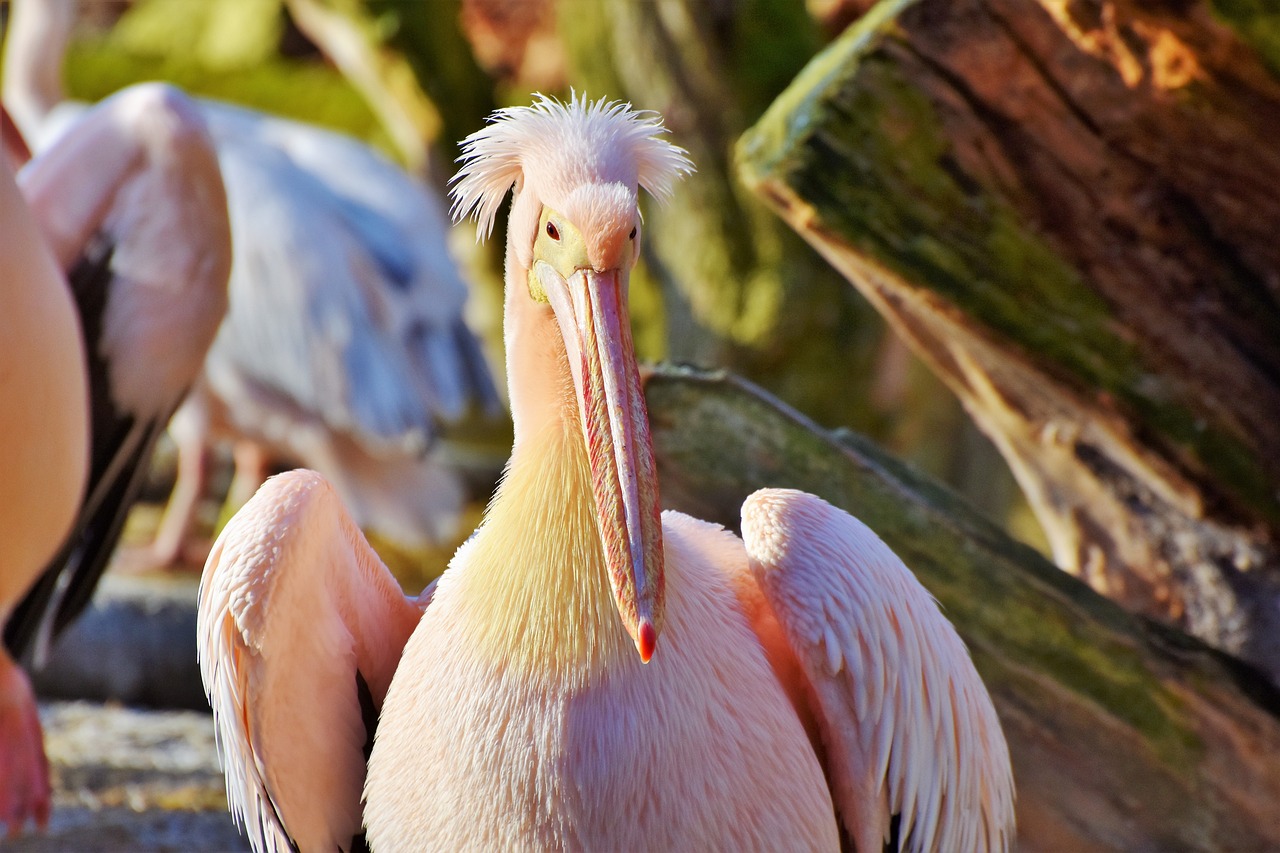 Pelikan, Vandens Paukštis, Rožinis Pelikanas, Sąskaitą, Paukštis, Plumėjimas, Gyvūnas, Gamta, Zoologijos Sodas, Tierpark Hellabrunn