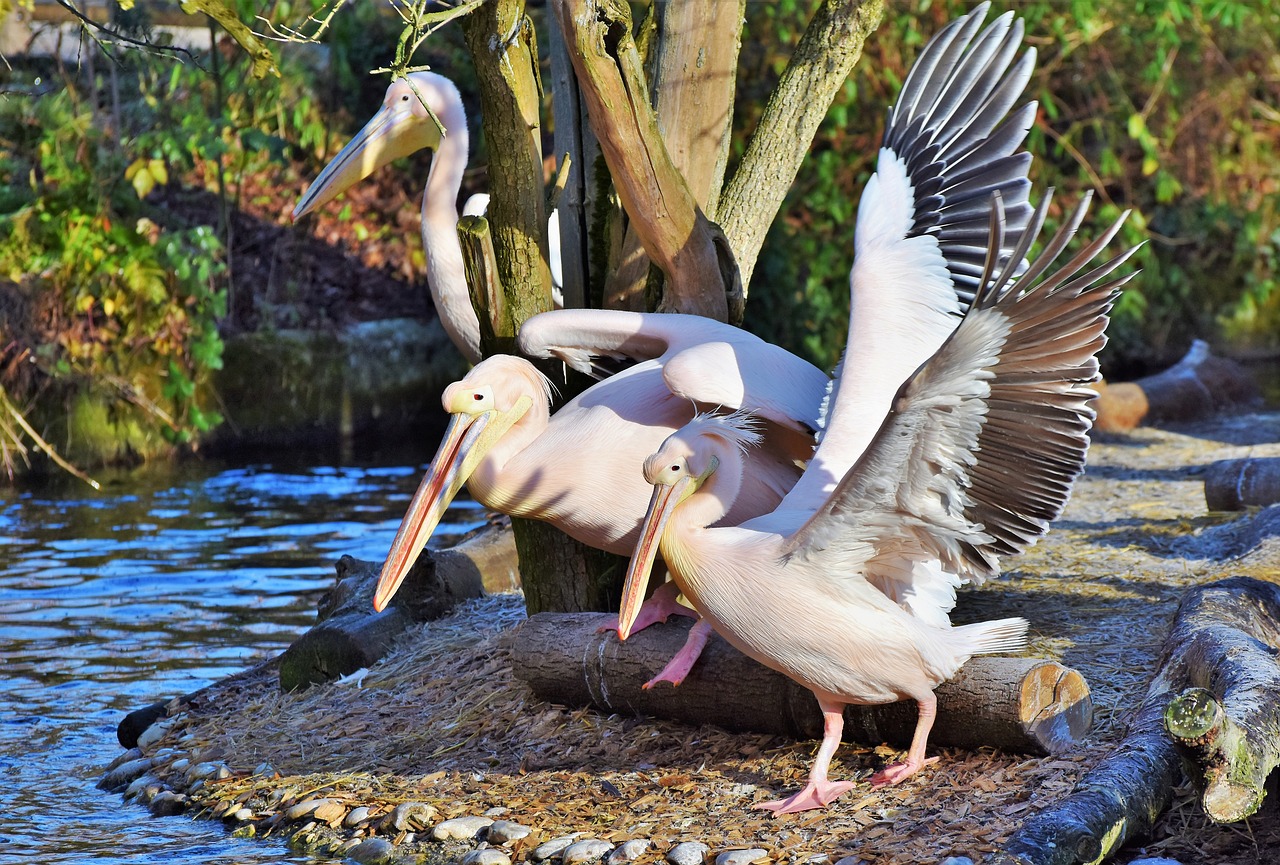 Pelikan, Vandens Paukštis, Rožinis Pelikanas, Sąskaitą, Paukštis, Plumėjimas, Gyvūnas, Gamta, Zoologijos Sodas, Tierpark Hellabrunn