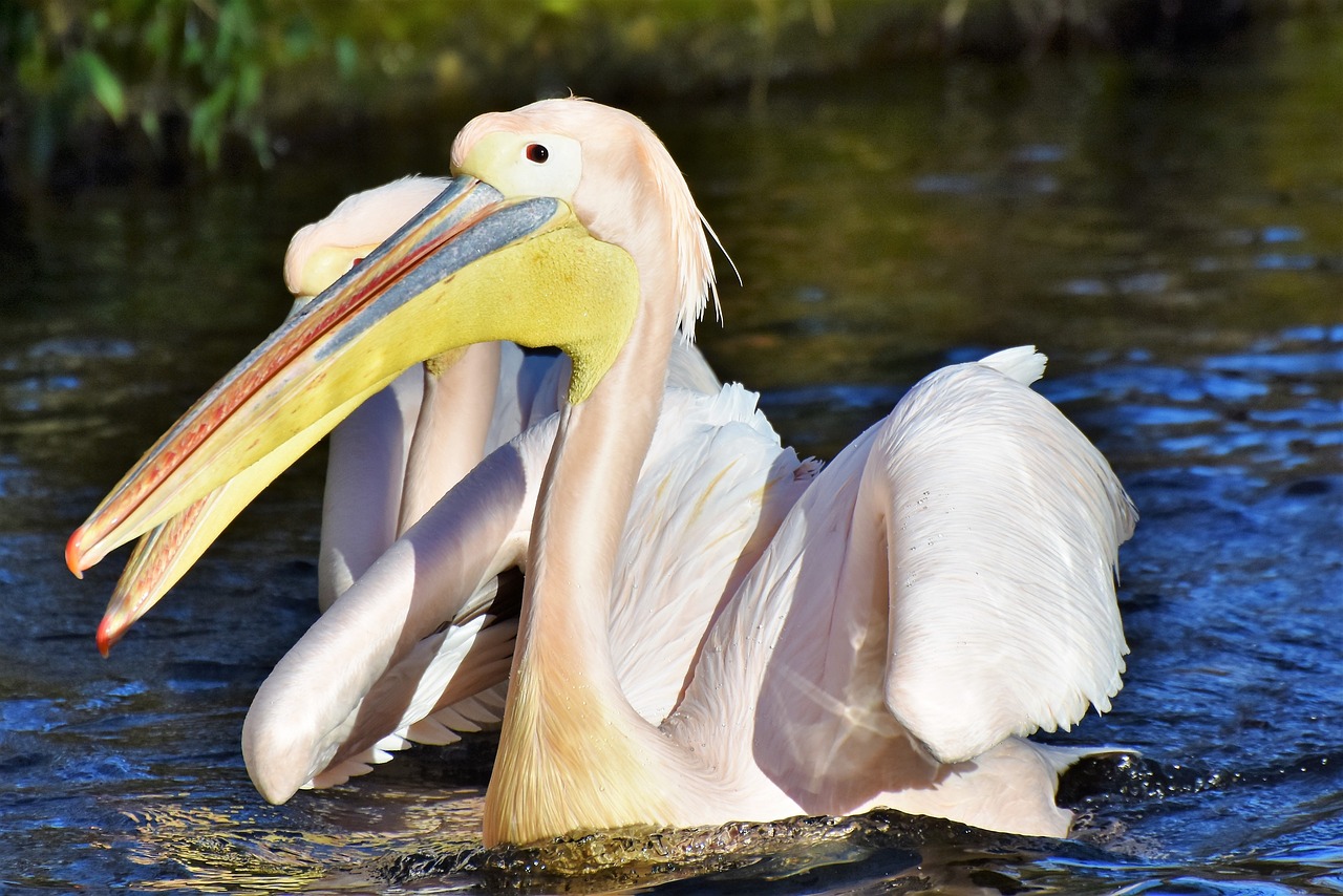 Pelikan, Vandens Paukštis, Rožinis Pelikanas, Sąskaitą, Paukštis, Plumėjimas, Gyvūnas, Gamta, Zoologijos Sodas, Tierpark Hellabrunn