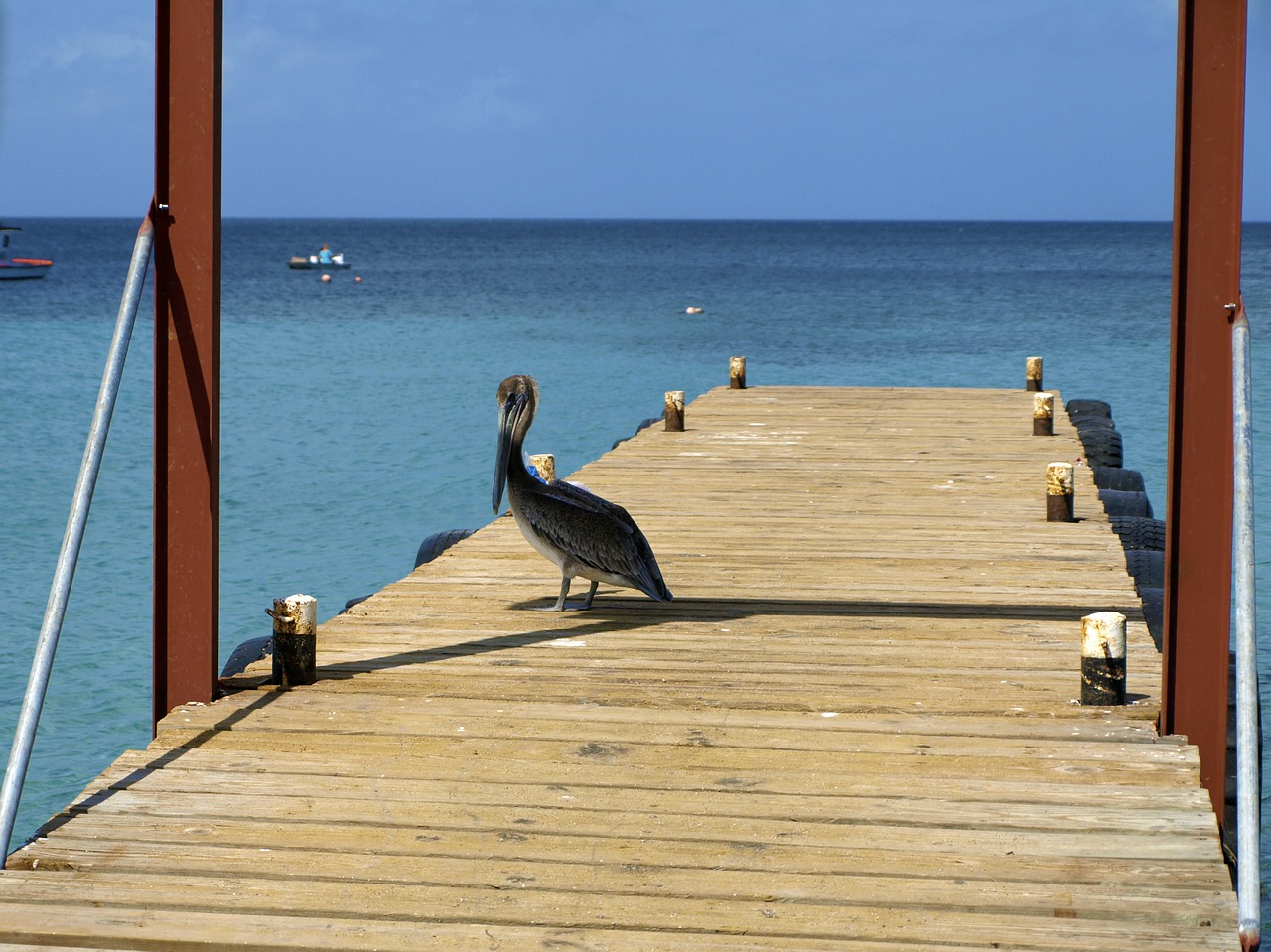 Pelikan, Jūra, Curacao, Westpunt, Internetas, Žvejybos Uostas, Karibai, Turkis, Vandens Paukštis, Seevogel