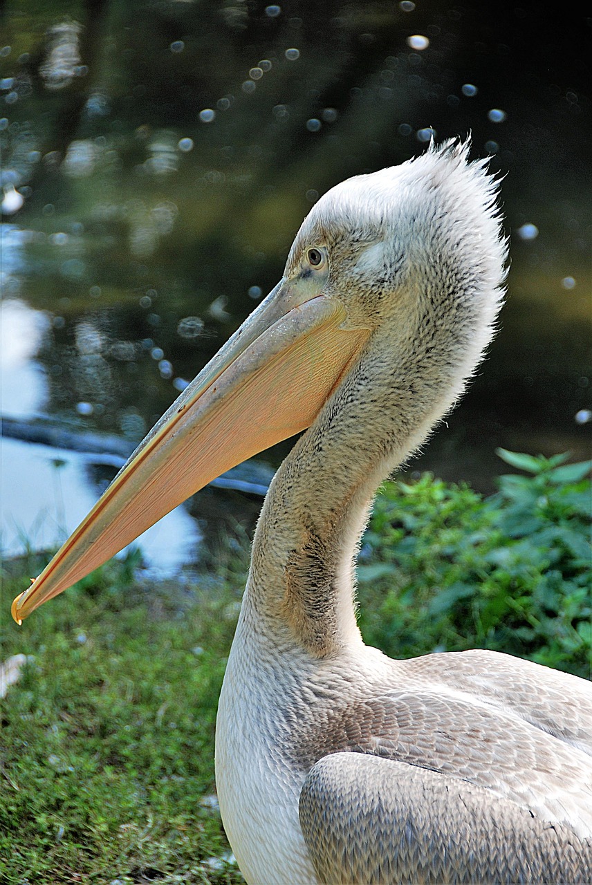 Pelikan,  Zoologijos Sodas,  Sąskaitą,  Paukštis,  Vandens Paukštis,  Gyvūnų Pasaulis,  Be Honoraro Mokesčio, Nemokamos Nuotraukos,  Nemokama Licenzija