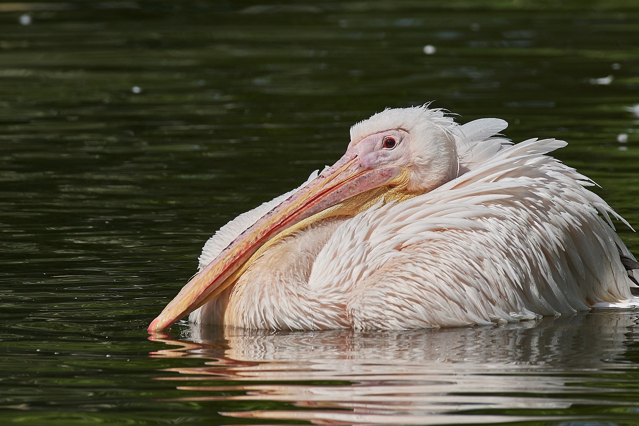 Pelikan,  Bill,  Vandenys,  Gyvūnijos Pasaulyje,  Pobūdį,  Balutę,  Paukštis, Nemokamos Nuotraukos,  Nemokama Licenzija