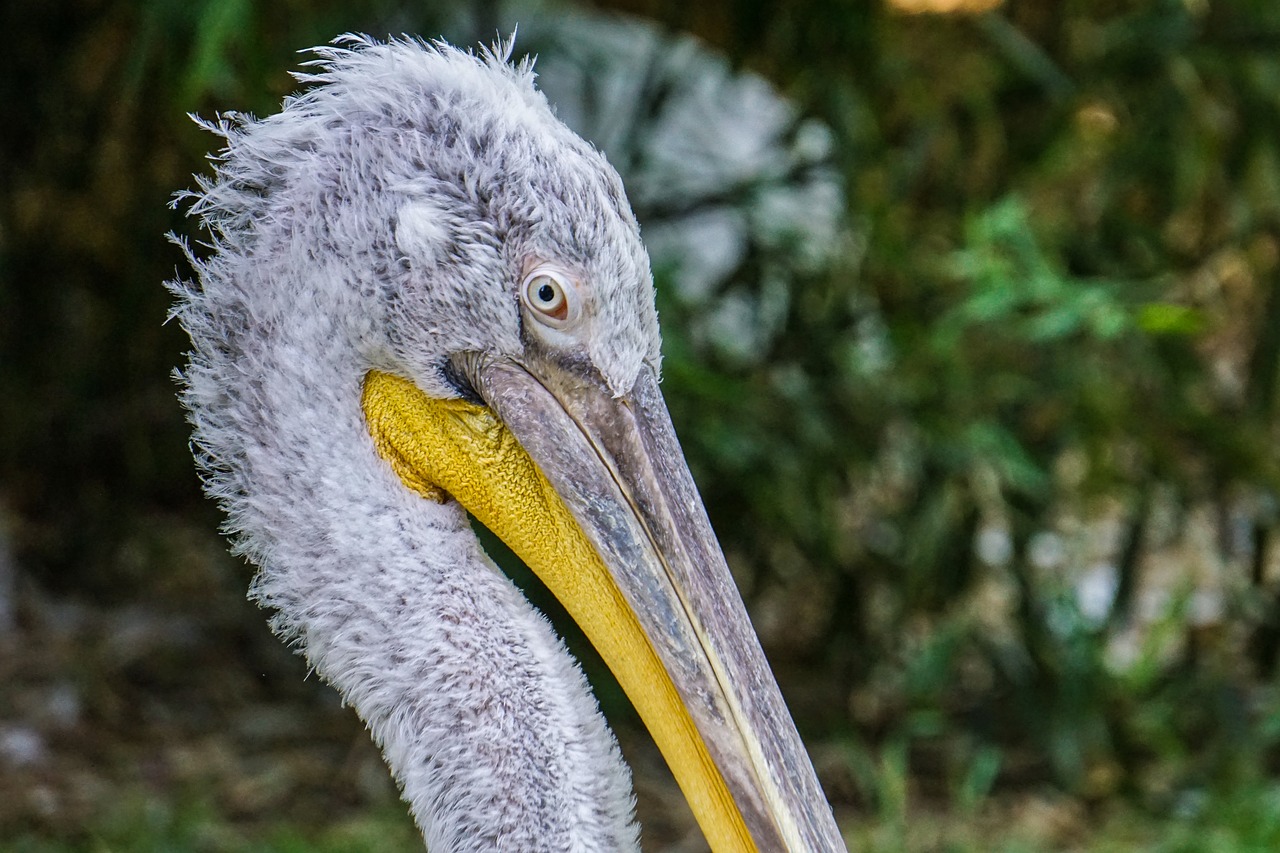 Pelikan,  Zoo,  Paukštis,  Vanduo Paukštis,  Plunksnos,  Pobūdį,  Gyvūnas,  Gyvūnų Portretas,  Vandens Paukščiai,  Pelikanai