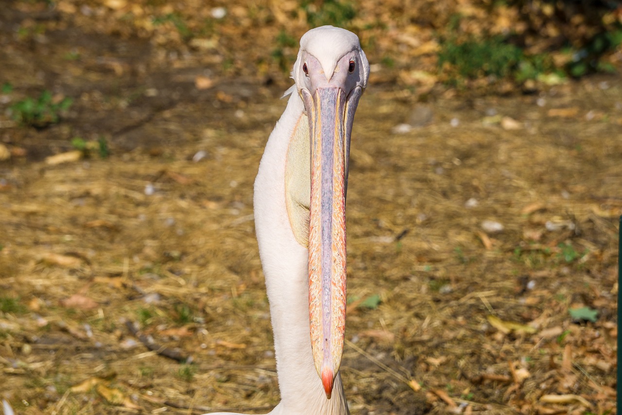 Pelikan,  Bill,  Paukštis,  Gyvūnas,  Pobūdį,  Plunksnos,  Zoo,  Vanduo Paukštis,  Vandens,  Gyvūnijos Pasaulyje