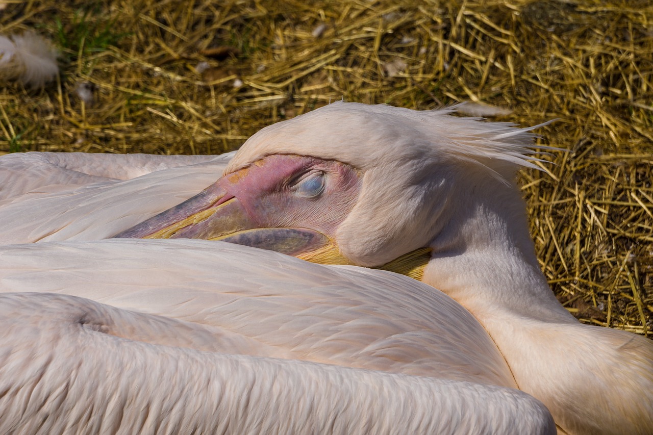 Pelikan,  Paukštis,  Pobūdį,  Gyvūnas,  Vanduo Paukštis,  Vandens,  Bill,  Plunksnos,  Gyvūnijos Pasaulyje,  Zoo