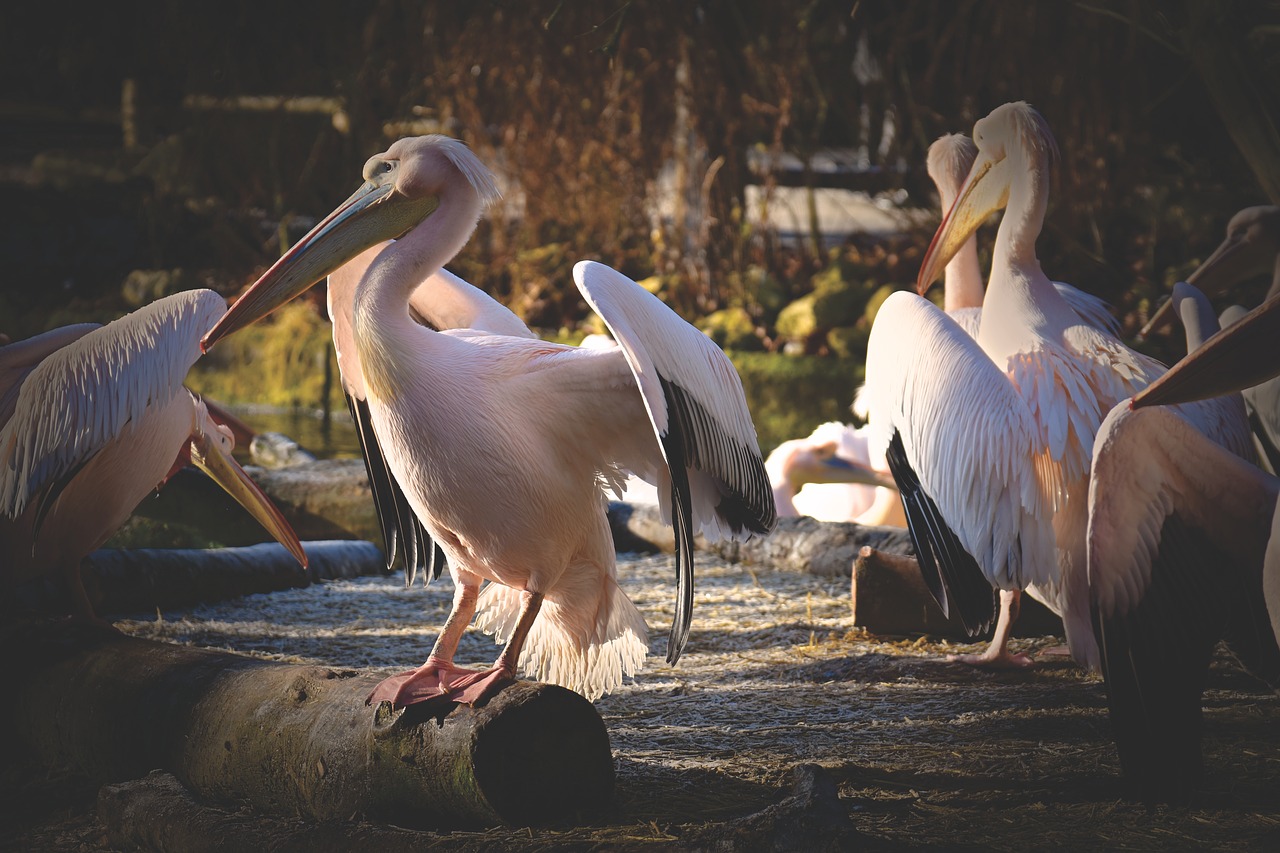 Pelikan,  Paukštis,  Bill,  Paukščiai,  Gyvūnas,  Plunksnos,  Gyvūnų Portretas,  Tierpark Hellabrunn, Nemokamos Nuotraukos,  Nemokama Licenzija