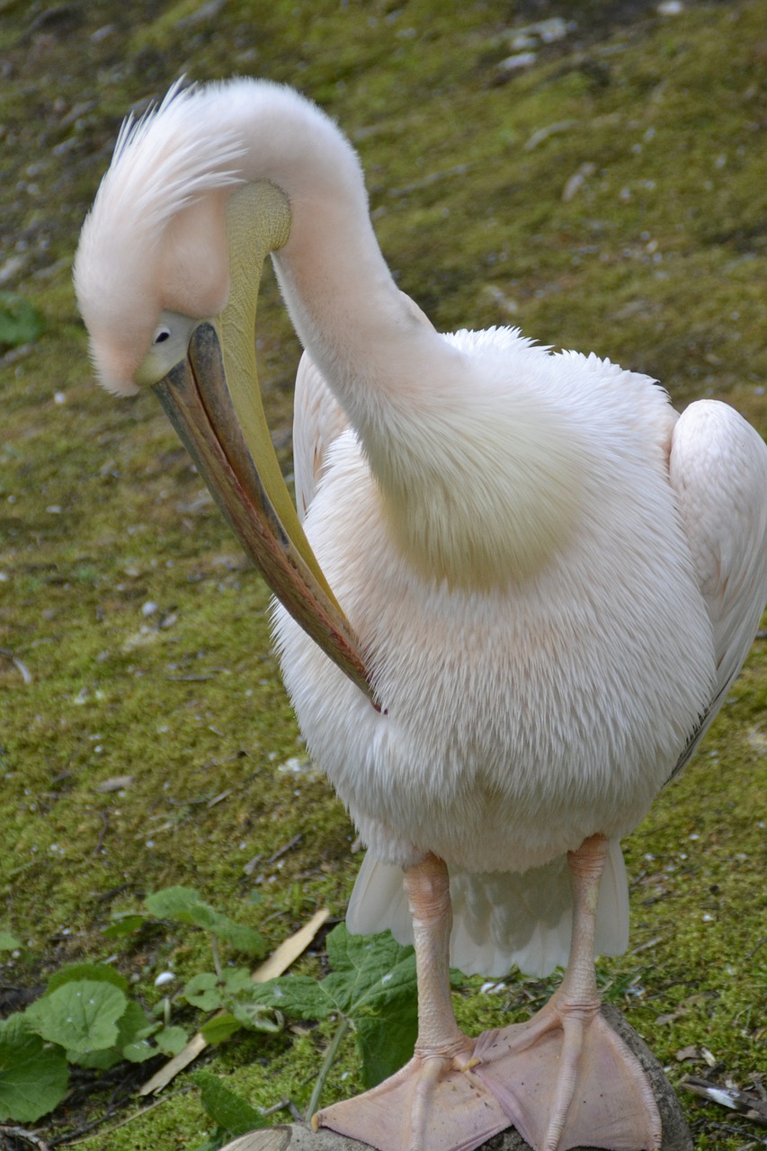 Pelikan, Paukštis, Gamta, Gyvūnas, Sąskaitą, Vandens Paukštis, Sparnas, Plumėjimas, Pelecaniformes, Plunksna