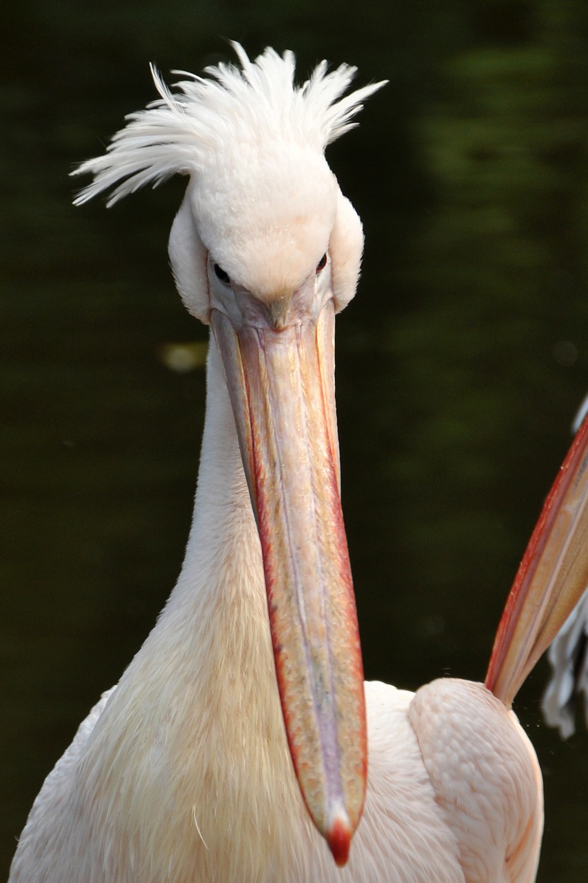 Pelican, Paukštis, Jūros Paukščiai, Gyvūnas, Nemokamos Nuotraukos,  Nemokama Licenzija