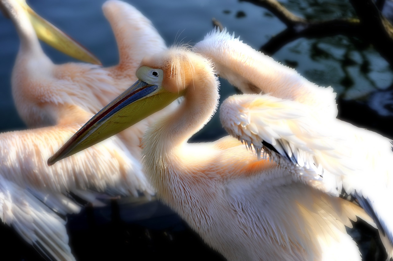 Pelikan, Vilhelma, Zoologijos Sodas, Vandens Paukštis, Sparnas, Paukštis, Gyvūnas, Nemokamos Nuotraukos,  Nemokama Licenzija