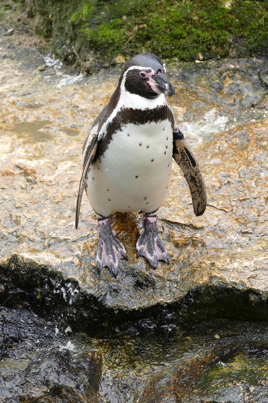 Pingvinas, Humboldto Pingvinas, Paukštis, Nemokamos Nuotraukos,  Nemokama Licenzija