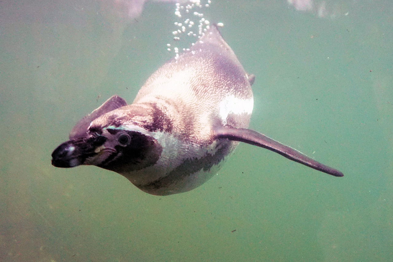 Pingvinas, Vanduo, Paukštis, Plaukti, Gyvūnas, Humboldt, Sąskaitą, Zoo Sababurg, Zoologijos Sodas, Sababurgo Pilis