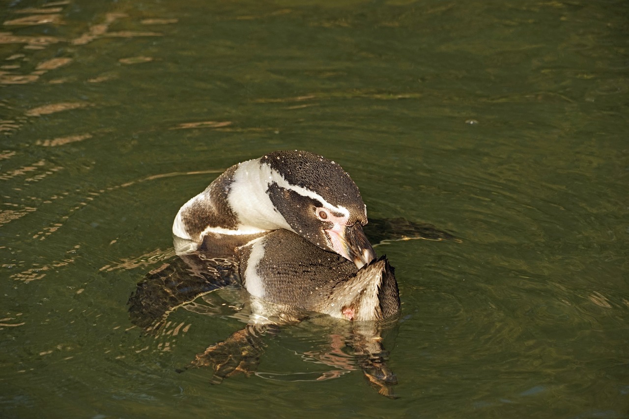 Pingvinas, Vanduo, Švarus, Humboldto Pingvinas, Vandens Paukštis, Zoo Sababurg, Nemokamos Nuotraukos,  Nemokama Licenzija