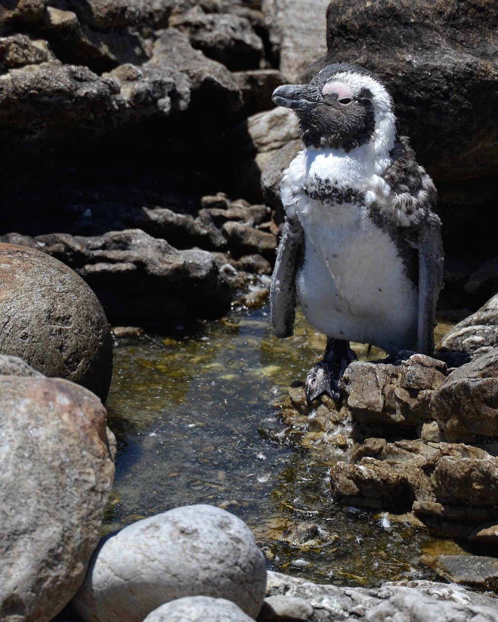 Pingvinas, Pietų Afrika, Bettys Įlanka, Nemokamos Nuotraukos,  Nemokama Licenzija