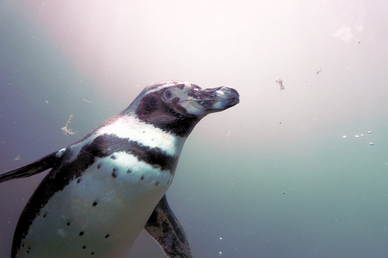 Pingvinas, Vanduo, Paukštis, Plaukti, Gyvūnas, Humboldt, Sąskaitą, Zoo Sababurg, Zoologijos Sodas, Sababurgo Pilis