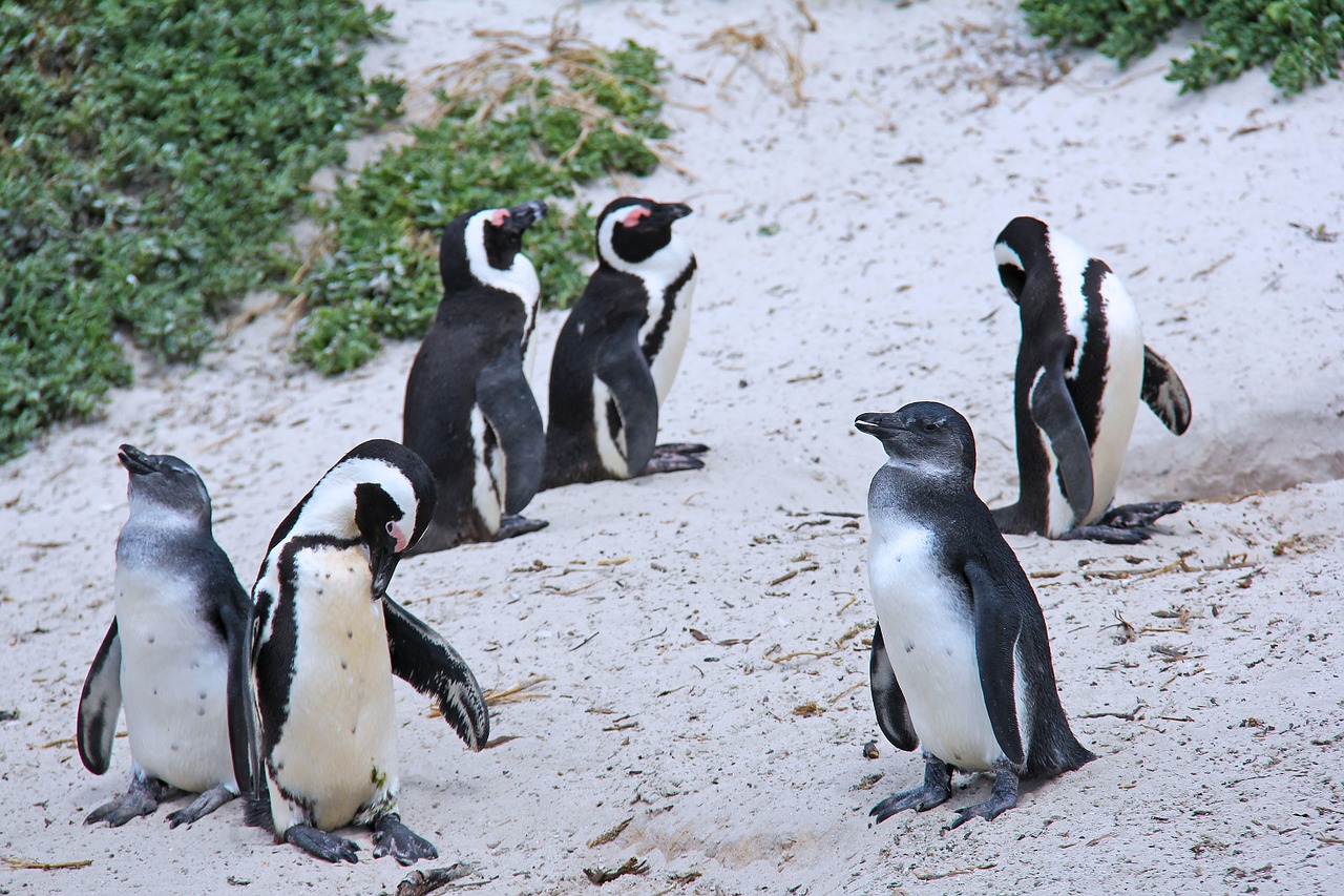 Pingvinas, Mielas, Linksma, Gražus, Papludimys, Rieduliai, Cape Town, Pietų Afrika, Nemokamos Nuotraukos,  Nemokama Licenzija