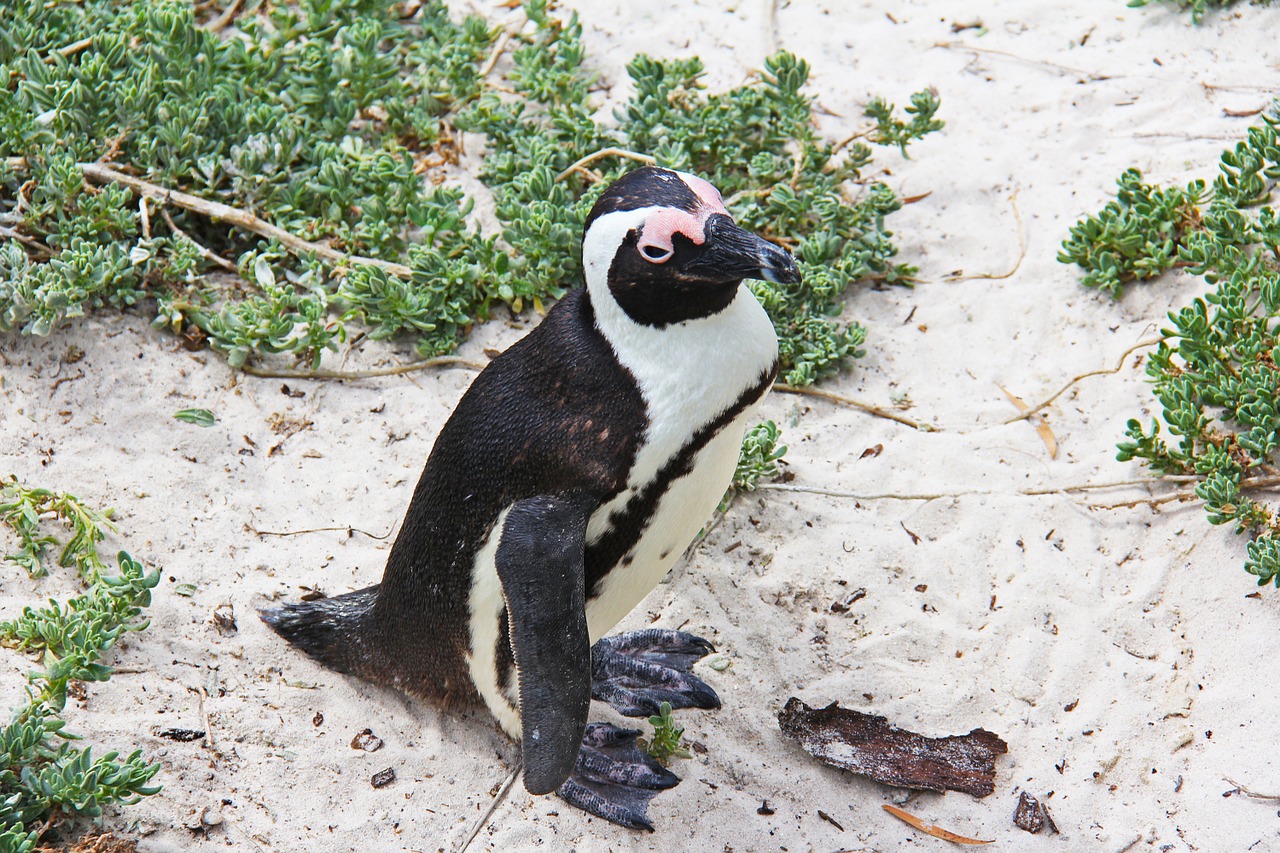 Pingvinas, Mielas, Linksma, Gražus, Papludimys, Rieduliai, Pingvinas, Cape Town, Pietų Afrika, Nemokamos Nuotraukos