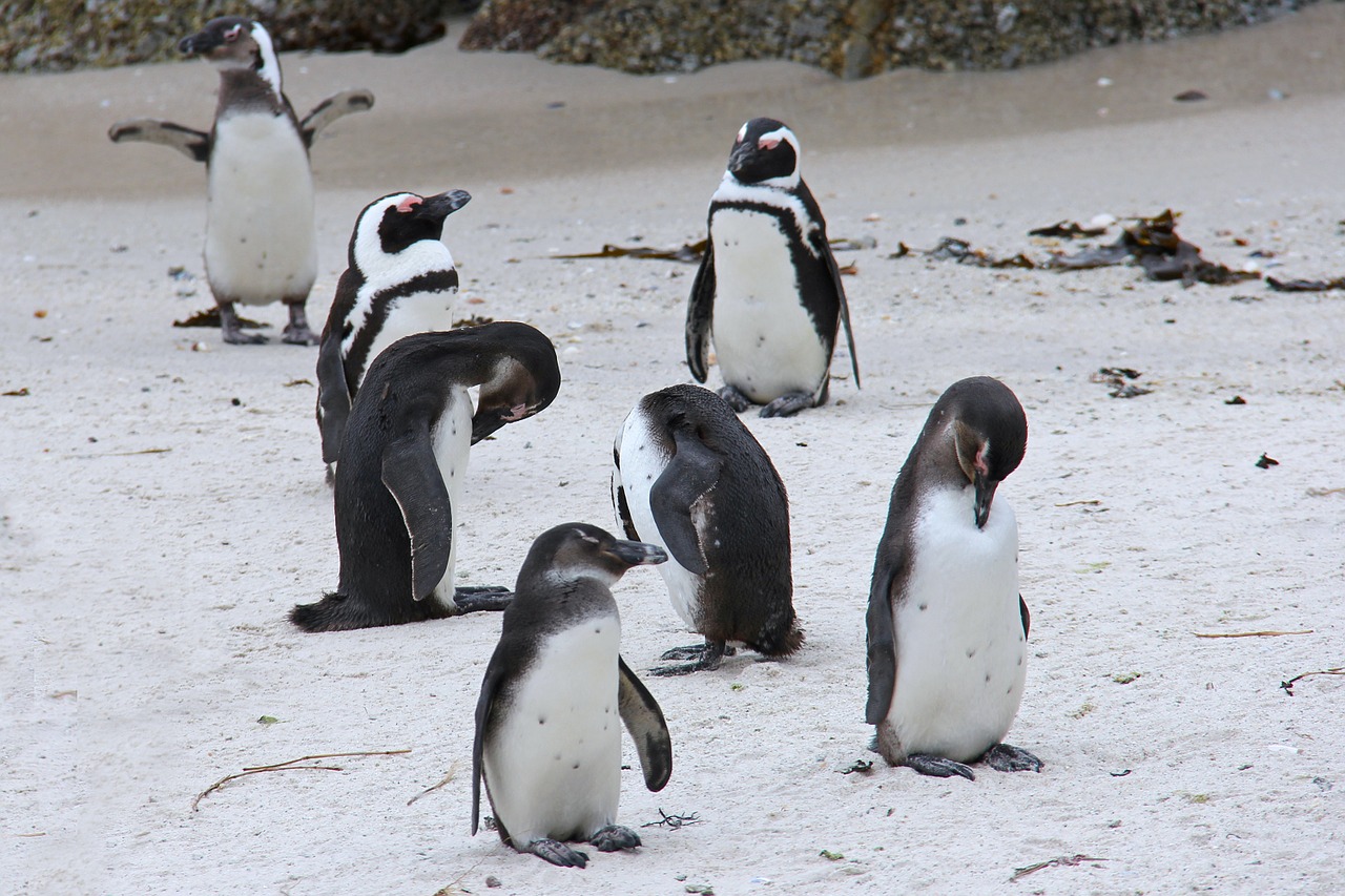 Pingvinas, Mielas, Linksma, Gražus, Papludimys, Rieduliai, Pingvinas, Cape Town, Pietų Afrika, Nemokamos Nuotraukos
