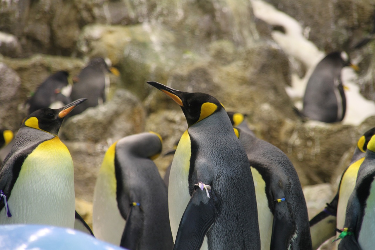 Pingvinas, Grupė, Gyvūnas, Pingvino Juosta, Dideli Pingvinai, Karališkieji Pingvinai, Geltona, Balta, Pingvino Grupė, Nemokamos Nuotraukos