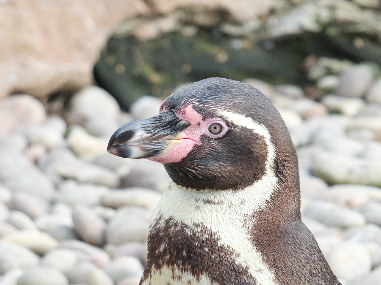 Pingvinas, Paukštis, Zoologijos Sodas, Gamta, Vandens Paukštis, Gyvūnai, Nemokamos Nuotraukos,  Nemokama Licenzija