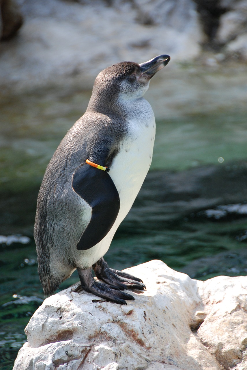 Pingvinas, Nardymo Paukštis, Zoologijos Sodas, Nemokamos Nuotraukos,  Nemokama Licenzija