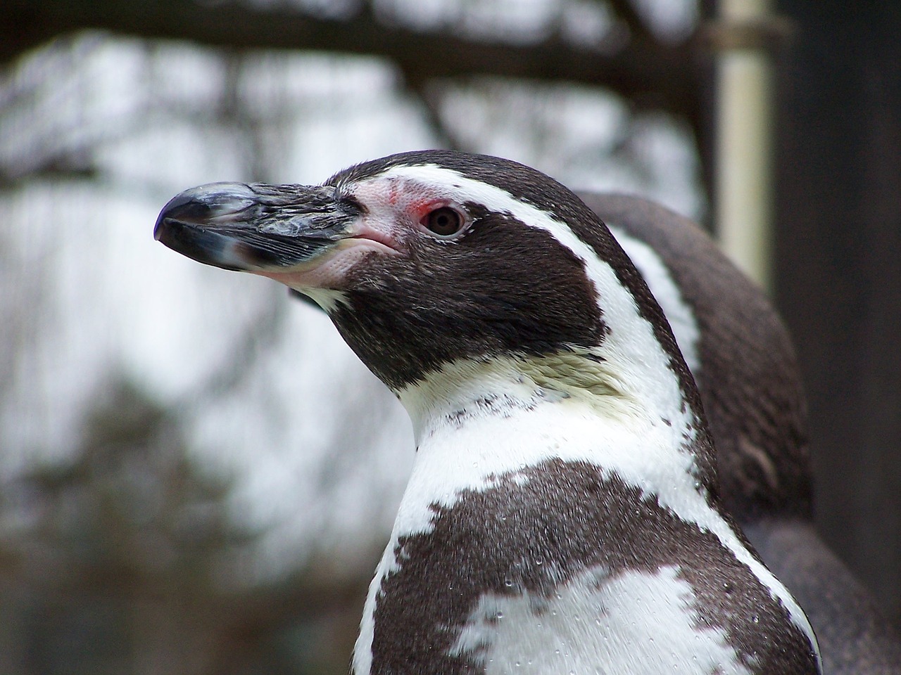 Pingvinas, Gyvūnai, Humboldto Pingvinas, Peru Pingvinas, Paukščiai, Nemokamos Nuotraukos,  Nemokama Licenzija