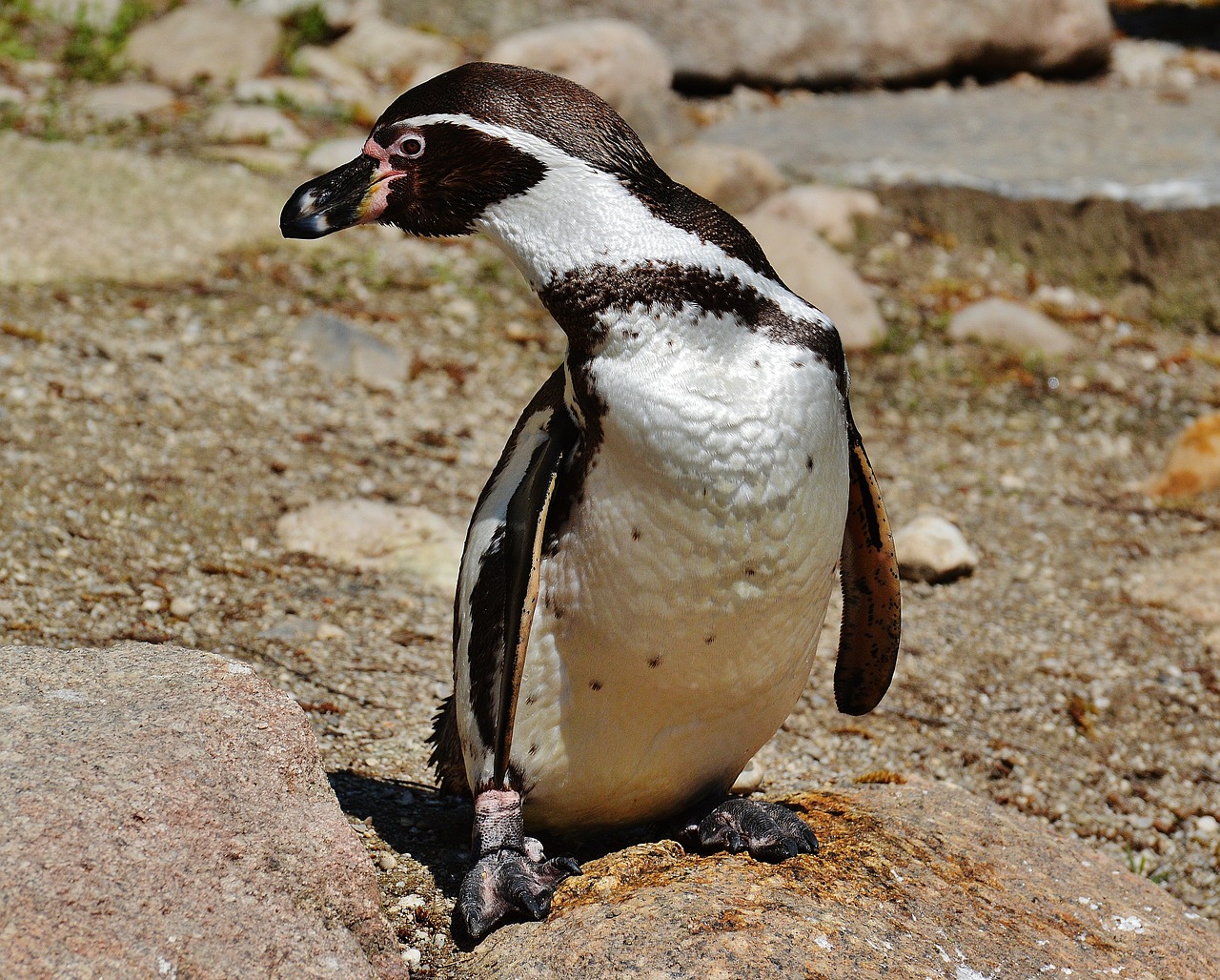 Pingvinas, Mielas, Paukštis, Gyvūnas, Plumėjimas, Vandens Paukščiai, Saldus, Gyvūnų Pasaulis, Zoologijos Sodas, Laukinės Gamtos Fotografija