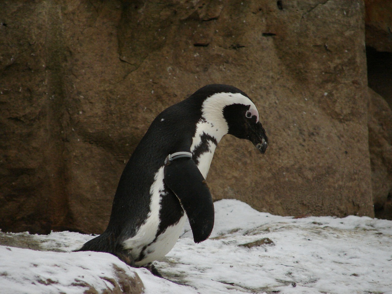 Pingvinas, Zoologijos Sodas, Gyvūnas, Antarctica, Pingvinas, Nemokamos Nuotraukos,  Nemokama Licenzija
