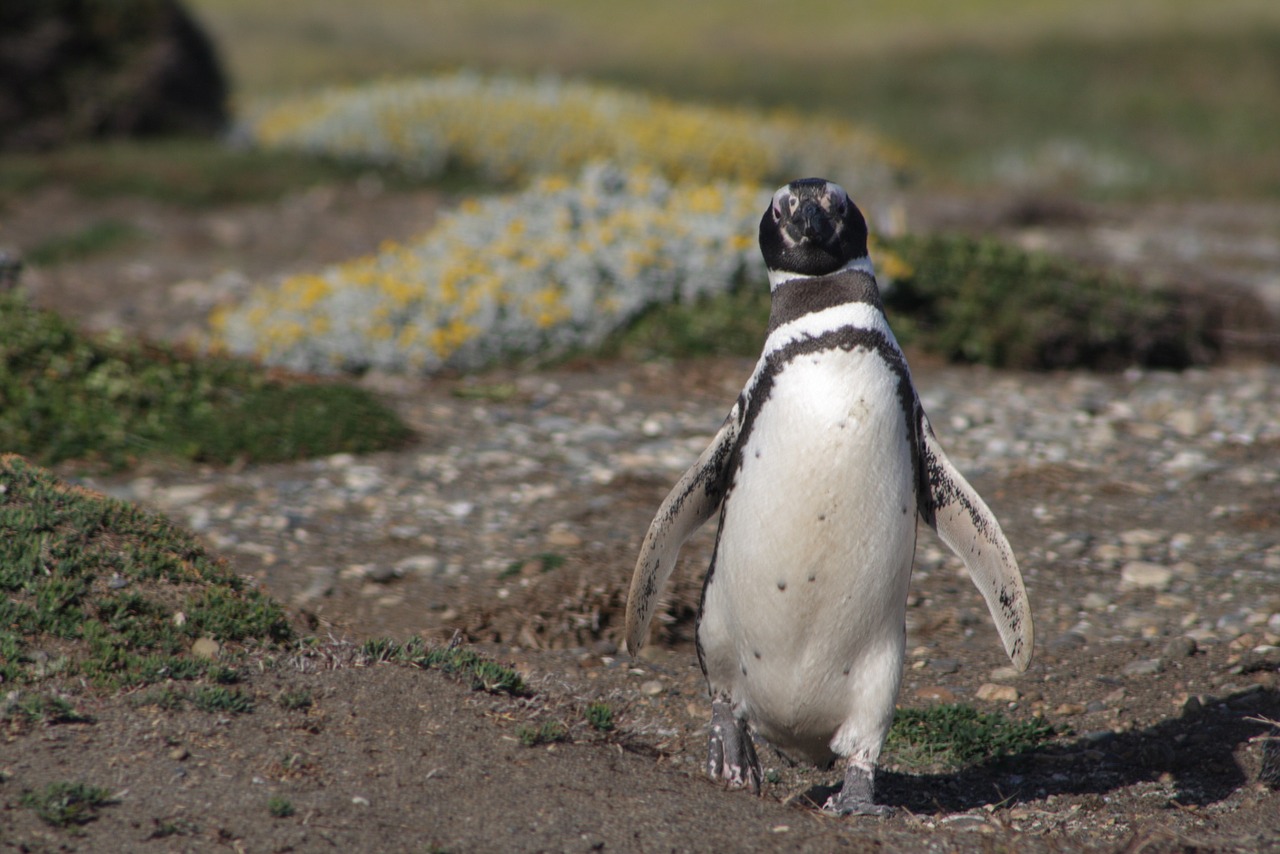 Pingvinas, Į Pietus, Patagonia, Antarctic Penguin, Magelanas, Turizmas, Gamta, Chilean Patagonia, Pingvino Lizdas, Nemokamos Nuotraukos
