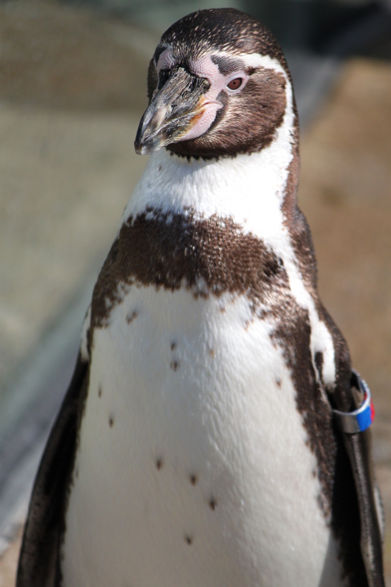 Pingvinas,  Pingvinas,  Gyvūnai,  Fotografija,  Gamta,  Pingvinas, Nemokamos Nuotraukos,  Nemokama Licenzija
