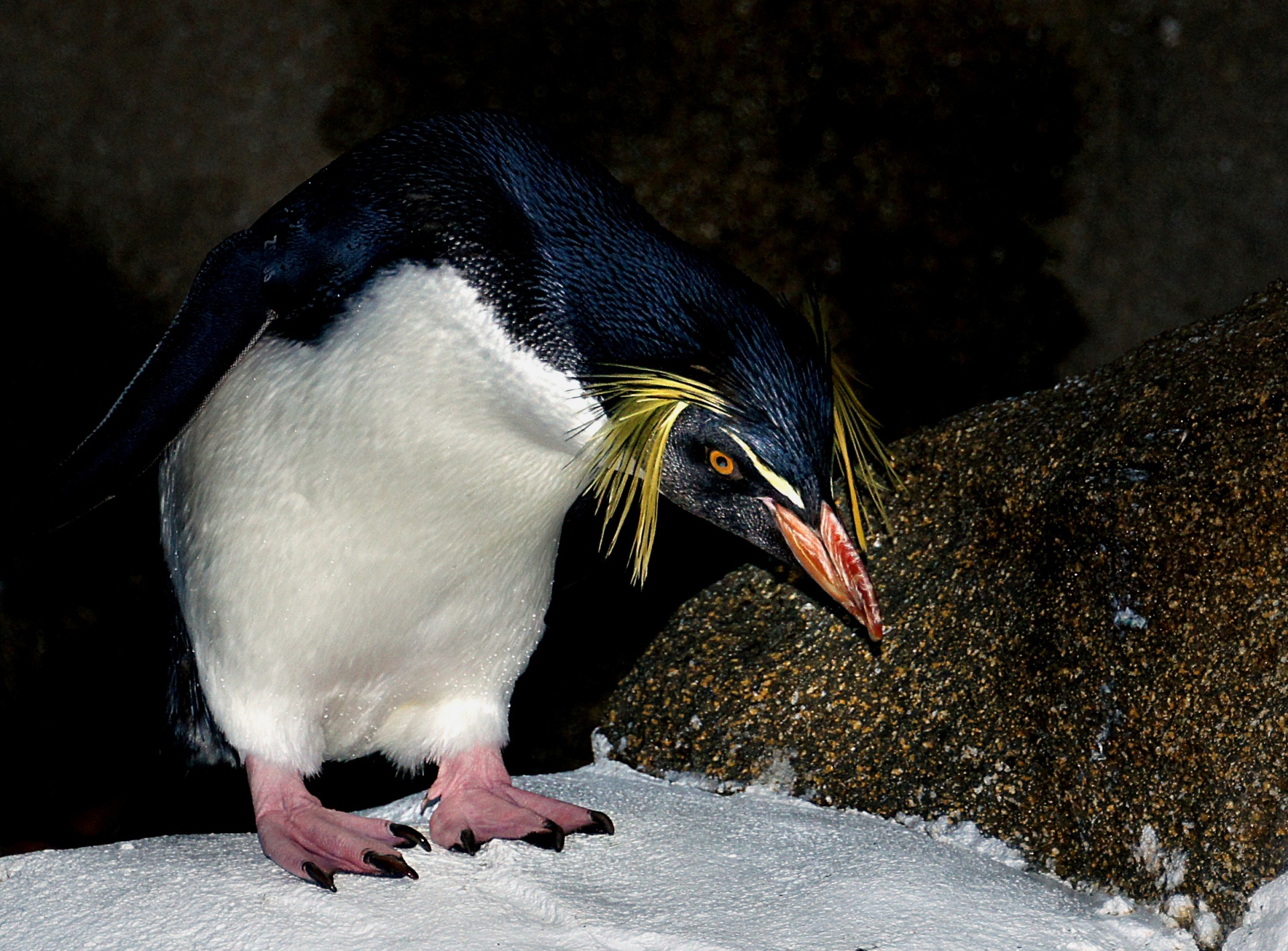 Pingvinas,  Paukštis,  Rockhopper,  Zoologijos Sodas,  Nelaisvėje,  Paukščiai,  Portretas,  Viešasis & Nbsp,  Domenas,  Fonas