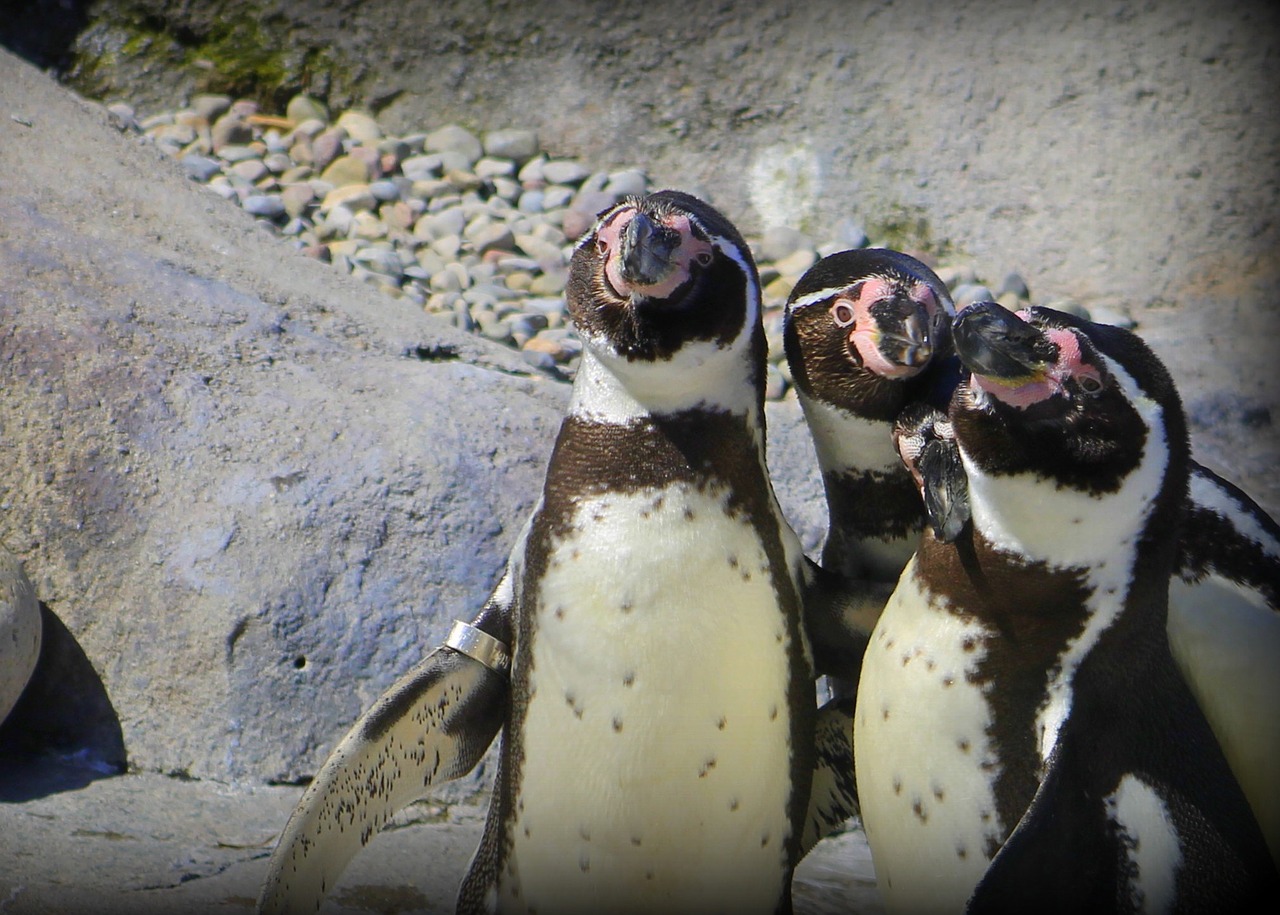 Pingvinas, Zoologijos Sodas, Paukštis, Gamta, Antarctic, Nemokamos Nuotraukos,  Nemokama Licenzija