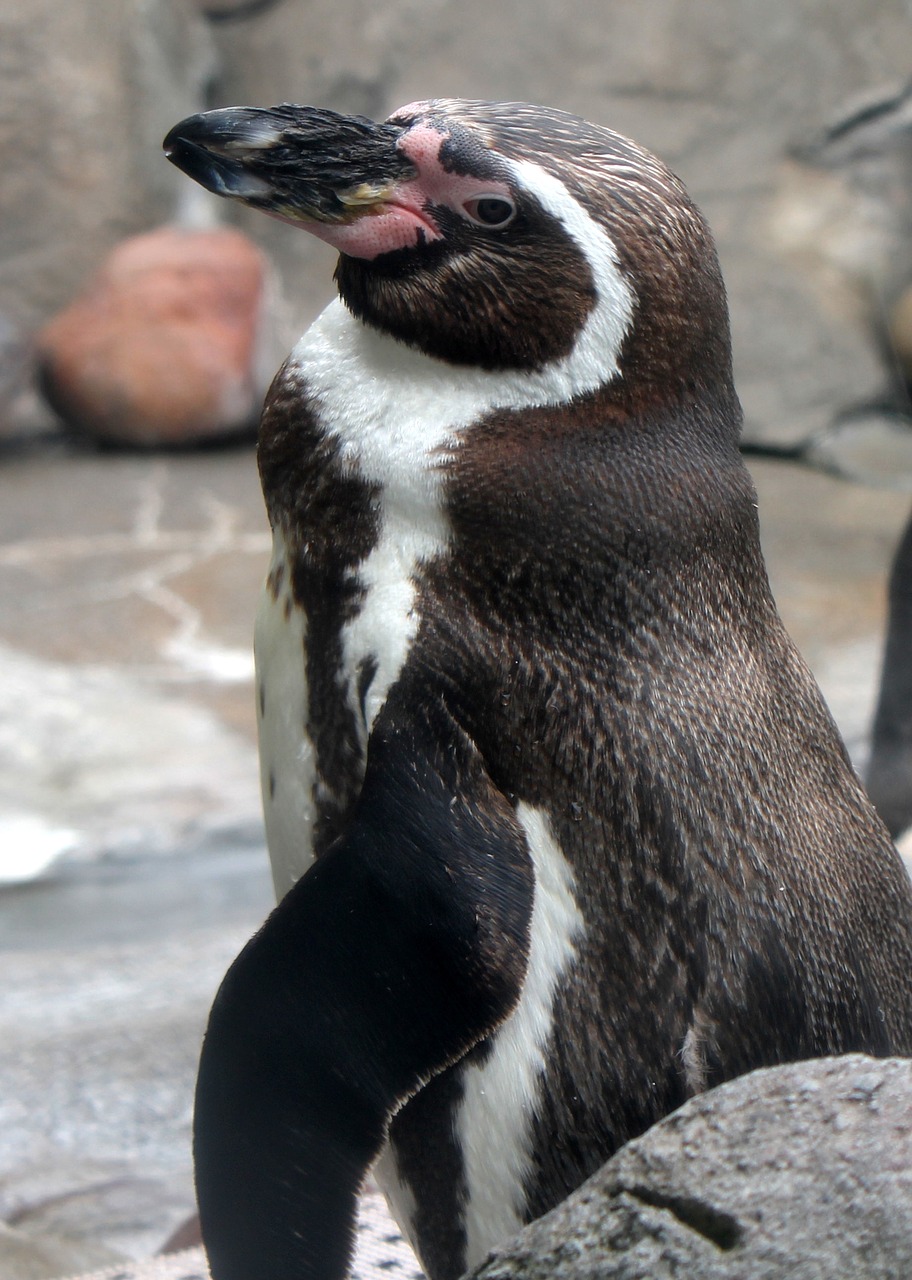Pingvinas, Zoologijos Sodas, Paukštis, Antarctica, Nemokamos Nuotraukos,  Nemokama Licenzija
