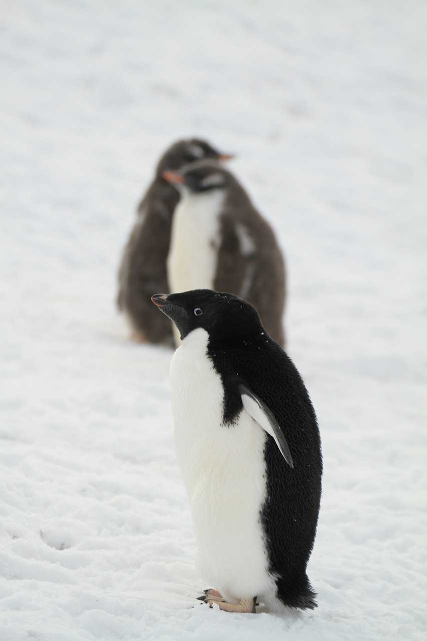 Pingvinas, Antarctica, Maži Gyvūnai, Nemokamos Nuotraukos,  Nemokama Licenzija