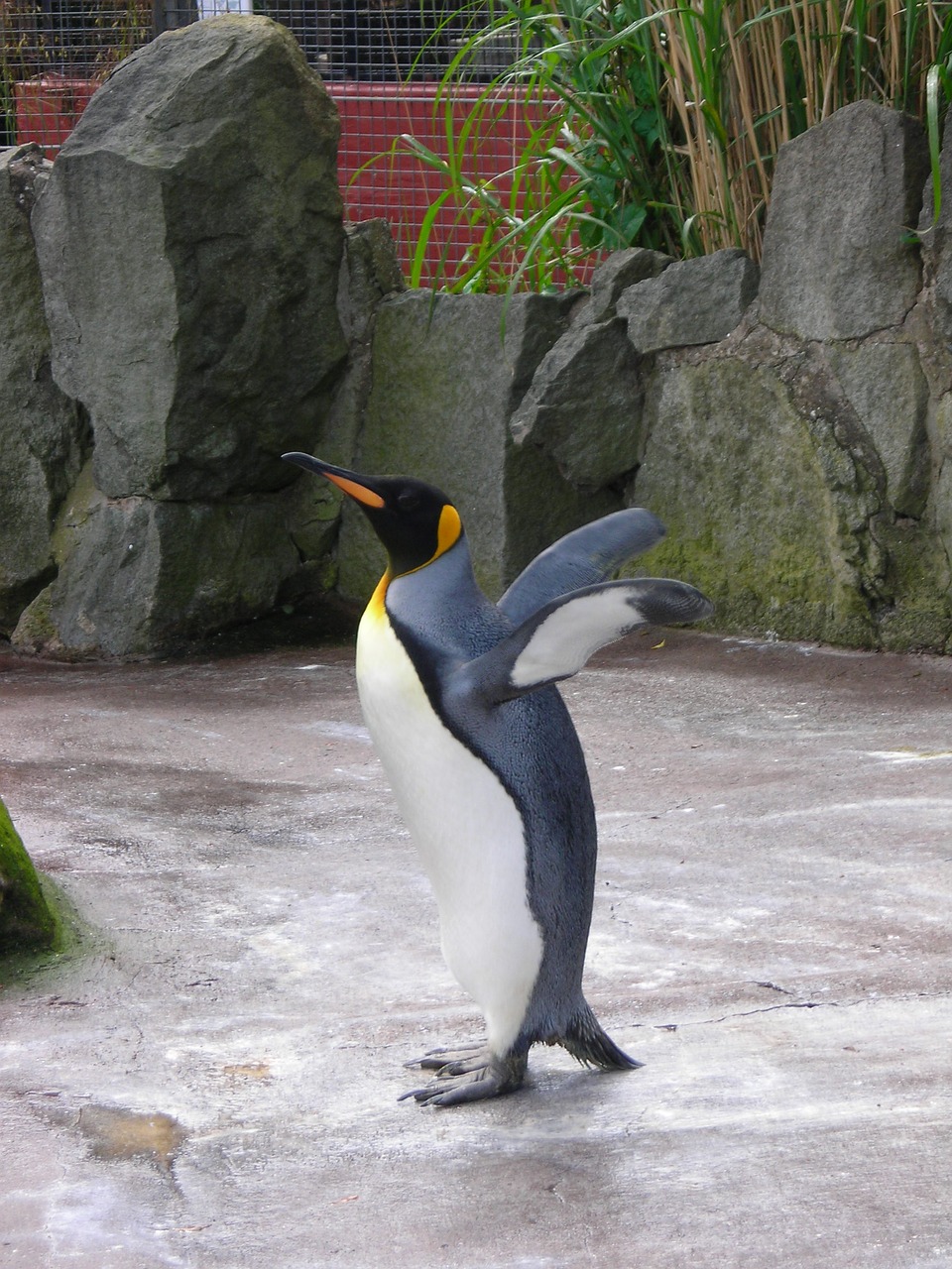 Pingvinas, Zoologijos Sodas, Gamta, Laukinė Gamta, Laukiniai, Paukštis, Gyvūnas, Sparnas, Vaikščioti, Natūralus