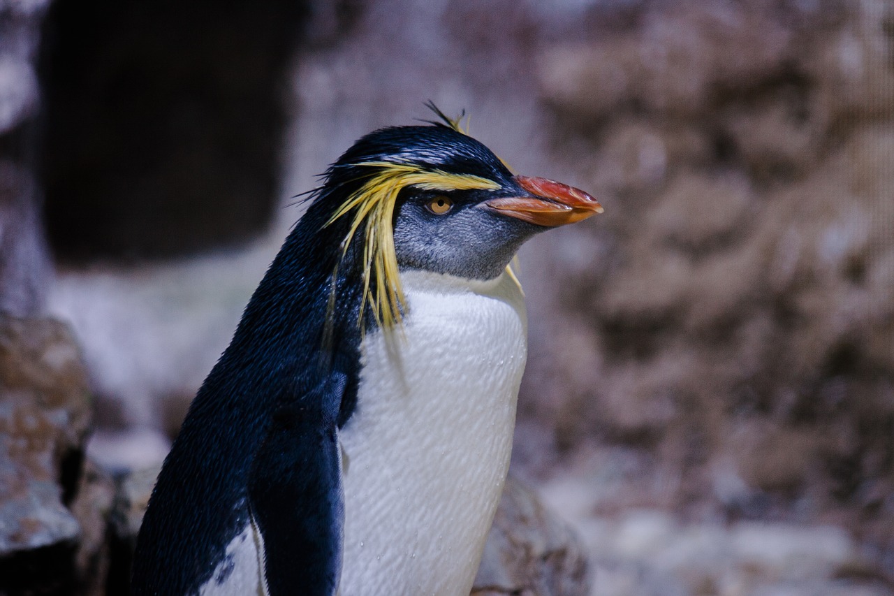 Pingvinas, Paukštis, Rockhopper Pingvinas, Gyvūnas, Paukščiai, Zoologijos Sodas, Nemokamos Nuotraukos,  Nemokama Licenzija