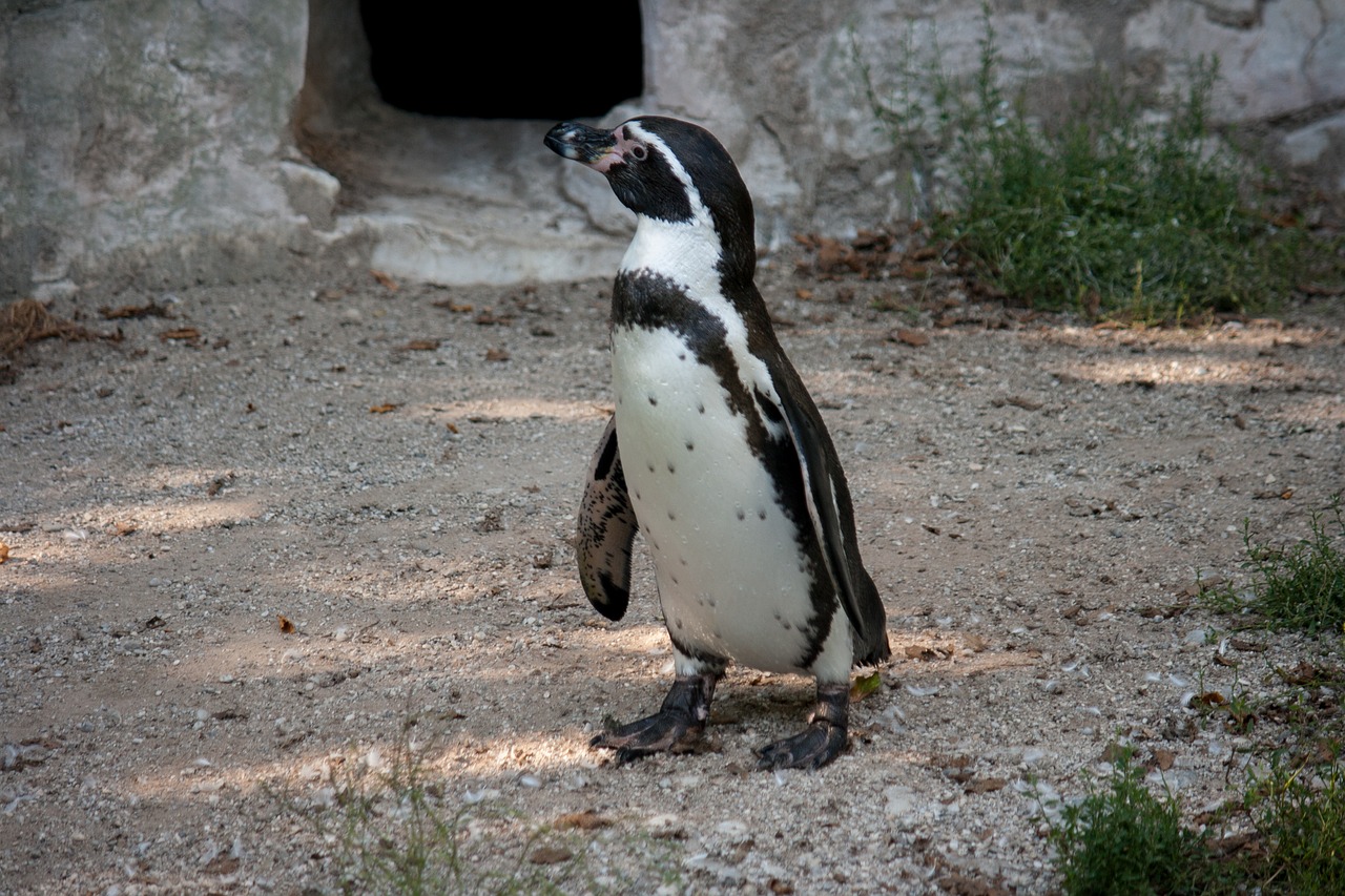 Pingvinas, Paukštis, Gyvūnas, Paukščiai, Zoologijos Sodas, Gyvūnų Pasaulis, Vandens Paukštis, Sąskaitą, Nemokamos Nuotraukos,  Nemokama Licenzija