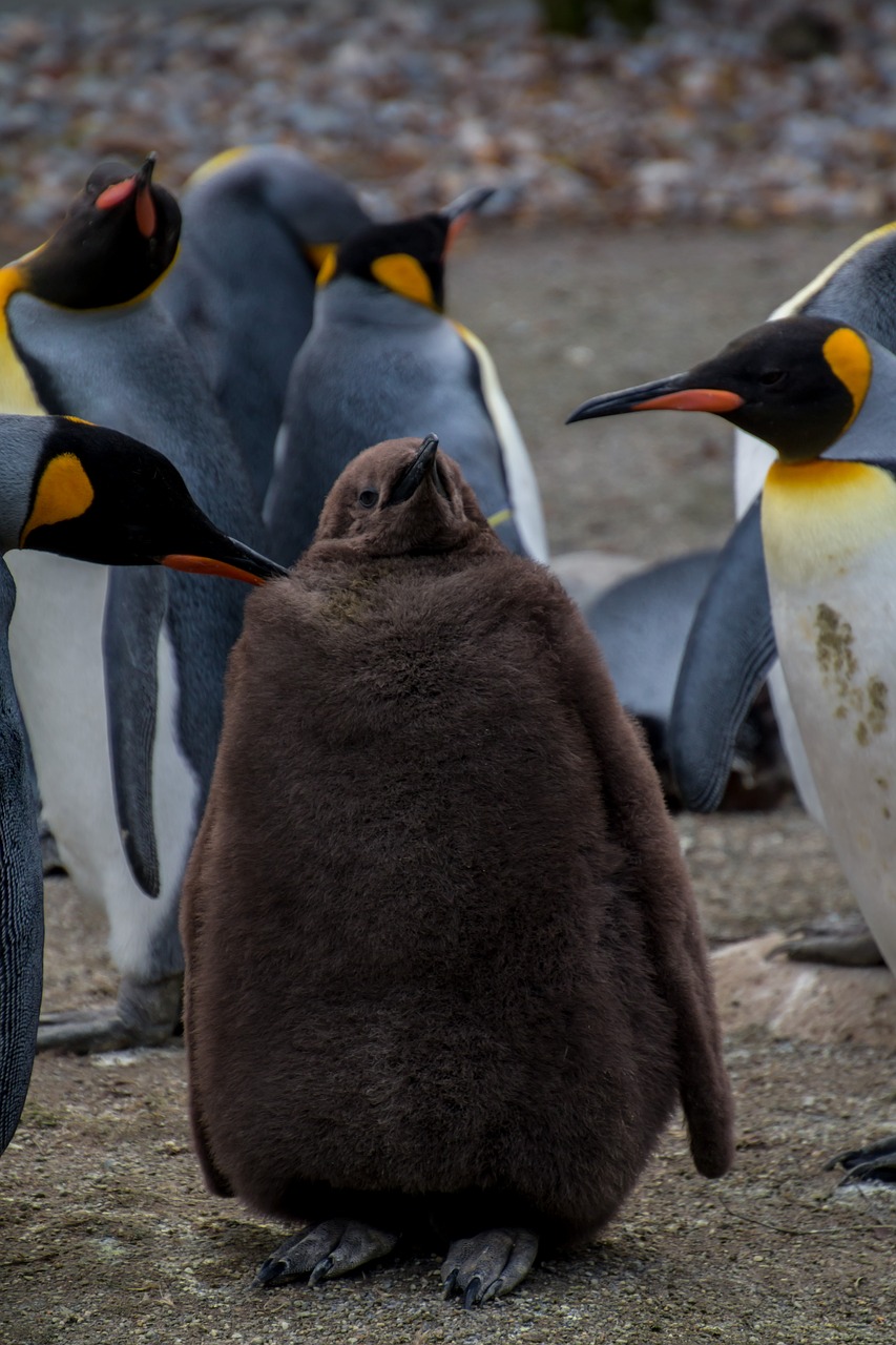 Pingvinas, Pingu, Jaunas Pingvinas, Kūdikis, Tėvai, Rūpestis, Rūpestis, Karališkasis Pingvinas, Imperatoriaus Pingvinas, Nemokamos Nuotraukos