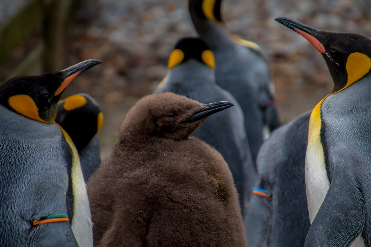 Pingvinas, Imperatoriaus Pingvinas, Pingu, Jaunas Pingvinas, Kūdikis, Tėvai, Rūpestis, Rūpestis, Nemokamos Nuotraukos,  Nemokama Licenzija