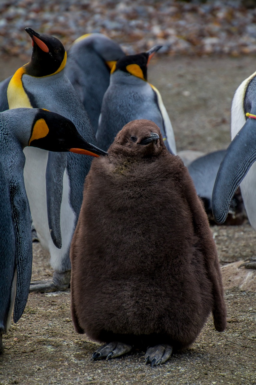 Pingvinas, Imperatoriaus Pingvinas, Pingu, Jaunas Pingvinas, Kūdikis, Tėvai, Rūpestis, Rūpestis, Nemokamos Nuotraukos,  Nemokama Licenzija